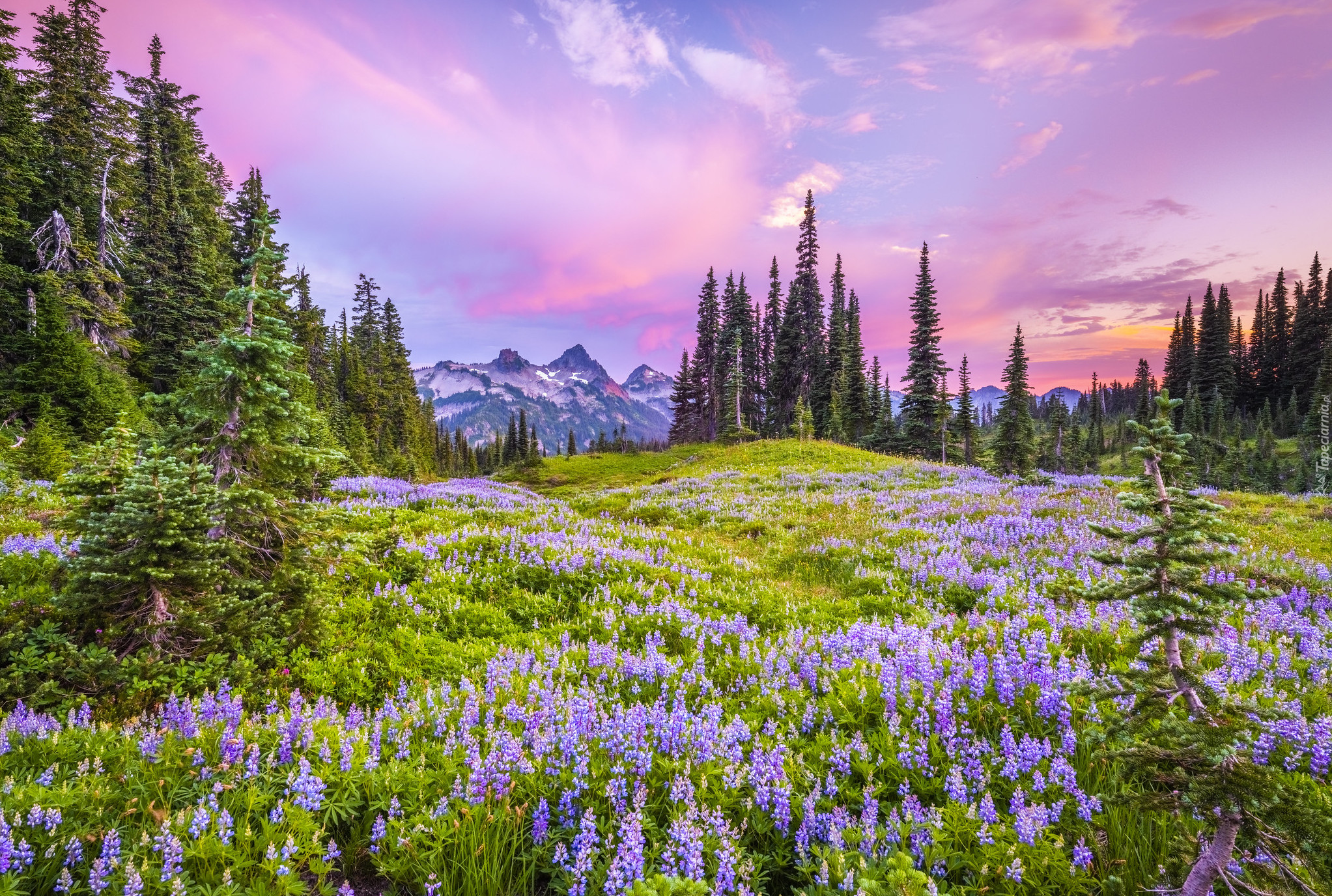 Park Narodowy Mount Rainier, Stan Waszyngton, Stany Zjednoczone, Kwiaty, Łubin, Łąka, Drzewa, Stratowulkan Mount Rainier
