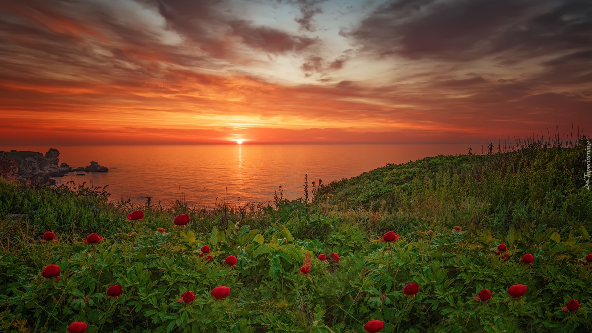 Zachód słońca, Wybrzeże, Morze Czarne, Kwiaty, Piwonie, Bułgaria