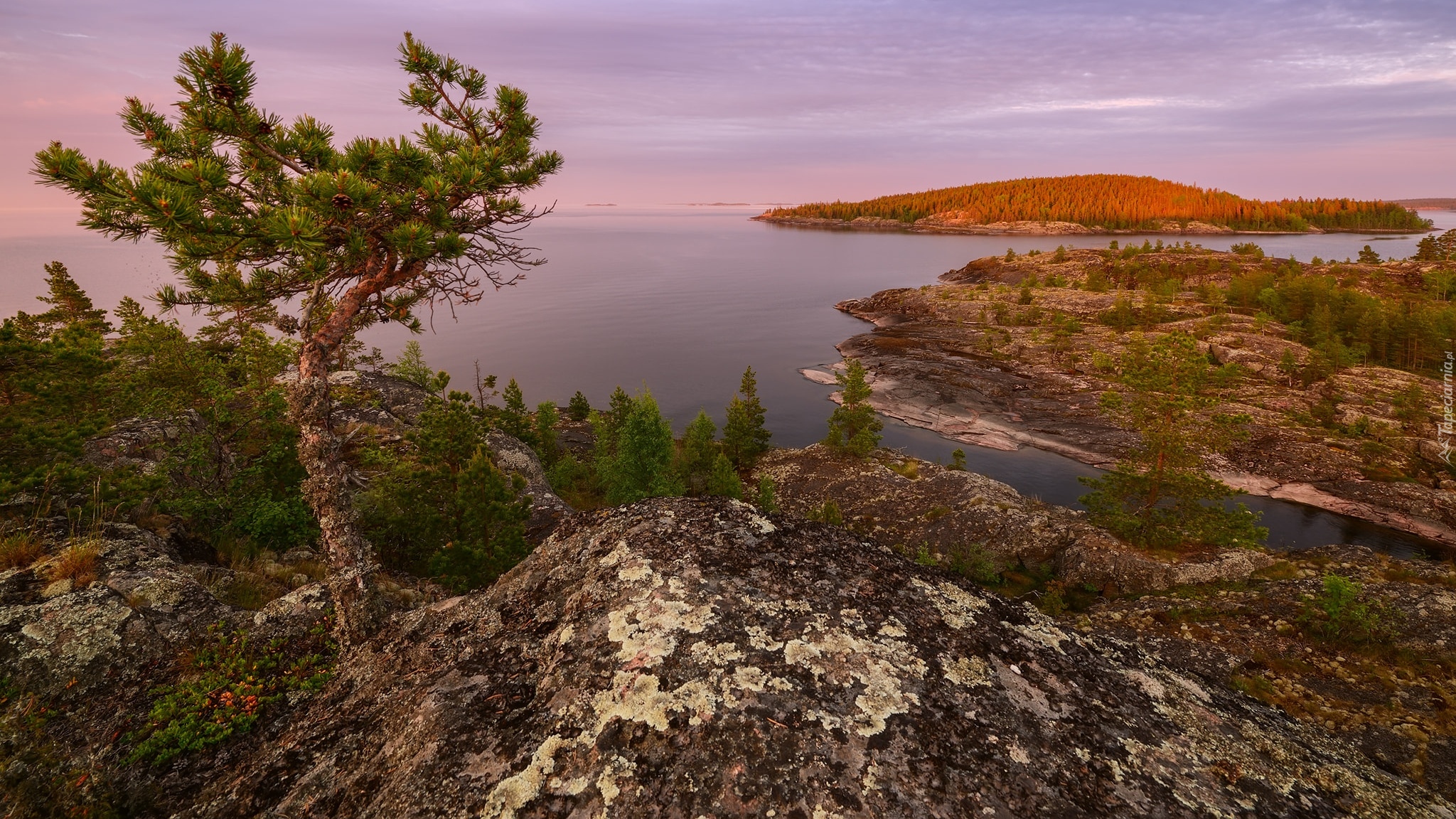 Rosja, Karelia, Jezioro, Ładoga, Skały, Drzewo