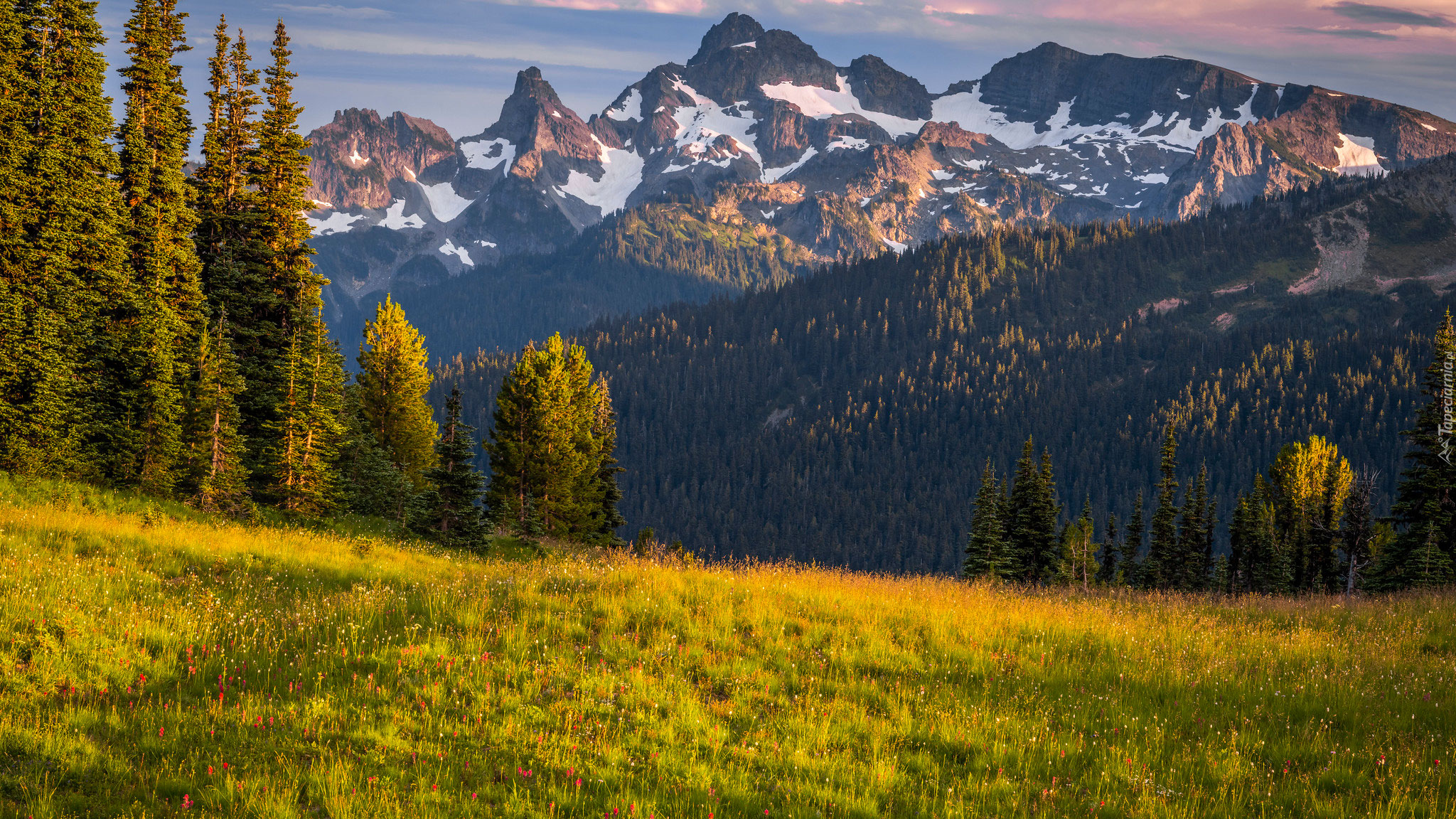 Góry, Drzewa, Łąki, Kwiaty, Park Narodowy Mount Rainier, Stan Waszyngton, Stany Zjednoczone