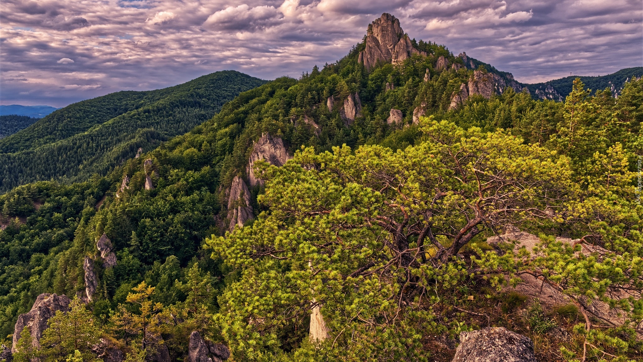 Góry Strażowskie, Szczyt, Karpaty Zachodnie, Skały, Drzewa, Słowacja