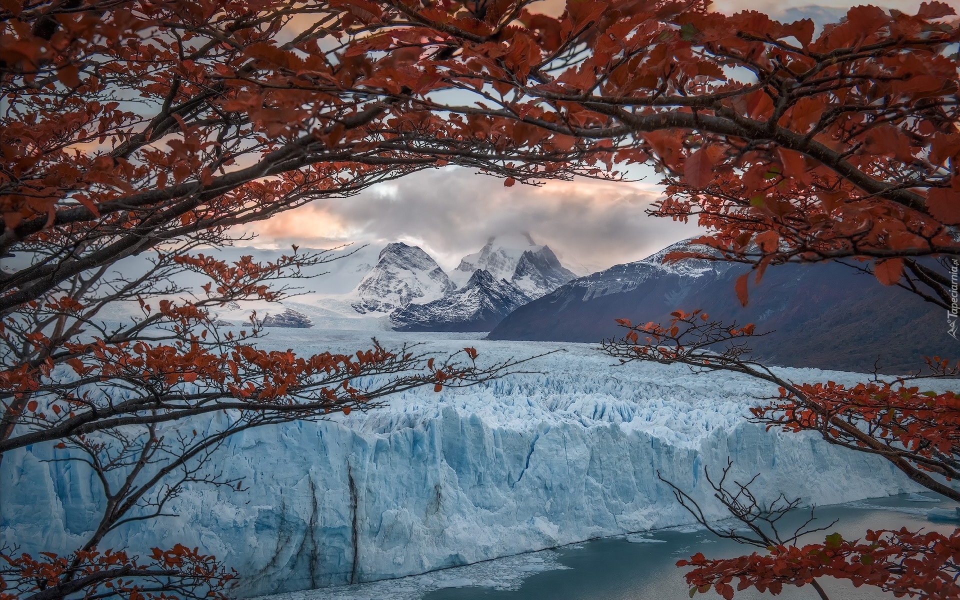 Lodowiec, Perito Moreno, Góry, Drzewo, Park Narodowy Los Glaciares, Patagonia, Argentyna