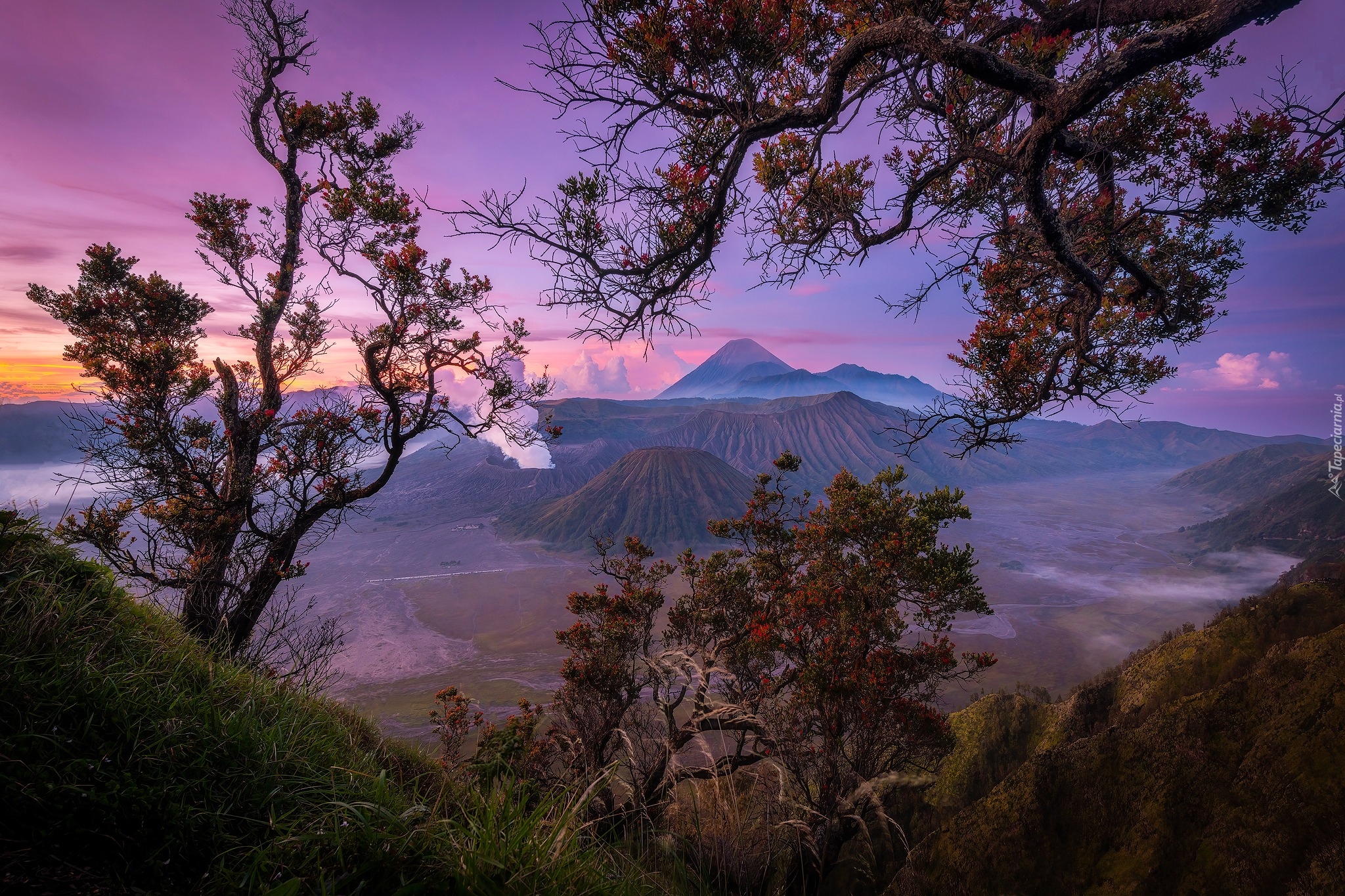 Indonezja, Jawa, Wulkany, Drzewa