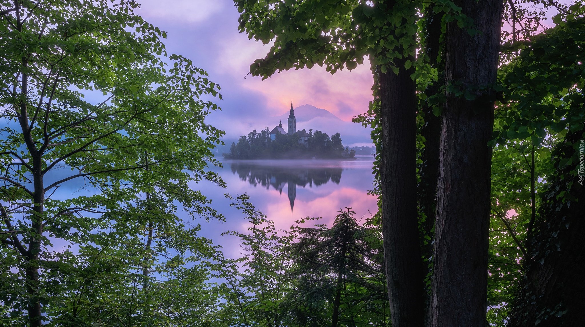 Słowenia, Jezioro Bled, Wysepka, Blejski Otok, Kościół, Drzewa