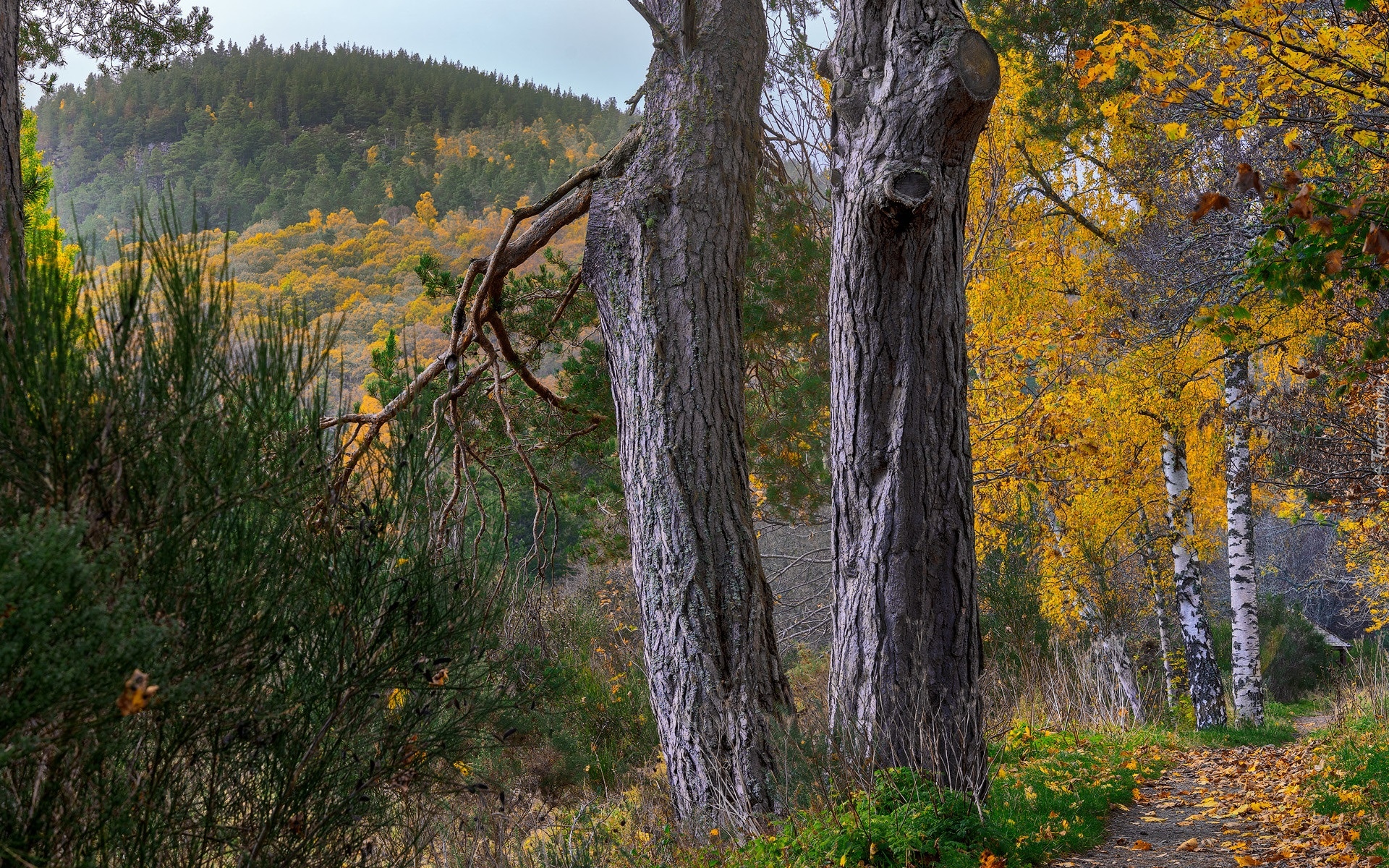 Jesień, Góry Cairngorm, Drzewa, Sosny, Brzozy, Park Narodowy Cairngorms, Szkocja