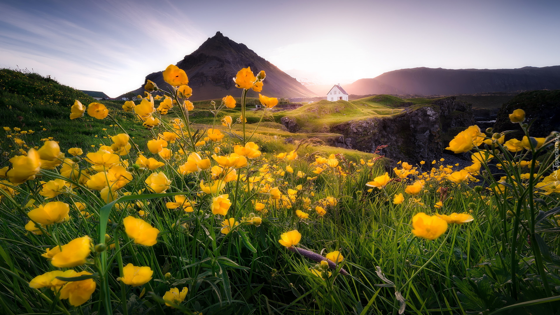 Góry, Żółte, Kwiaty, Jaskry, Dom, Arnarstapi, Półwysep Snaefellsnes, Islandia