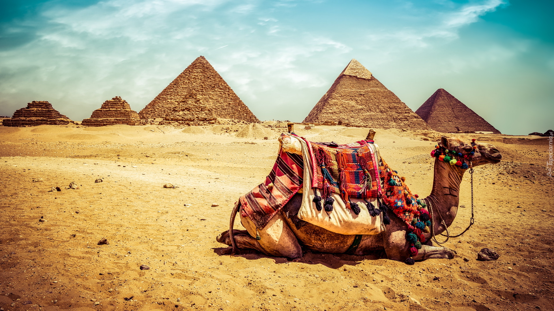 Wielbłąd, Piramidy, Pustynia, Giza, Egipt
