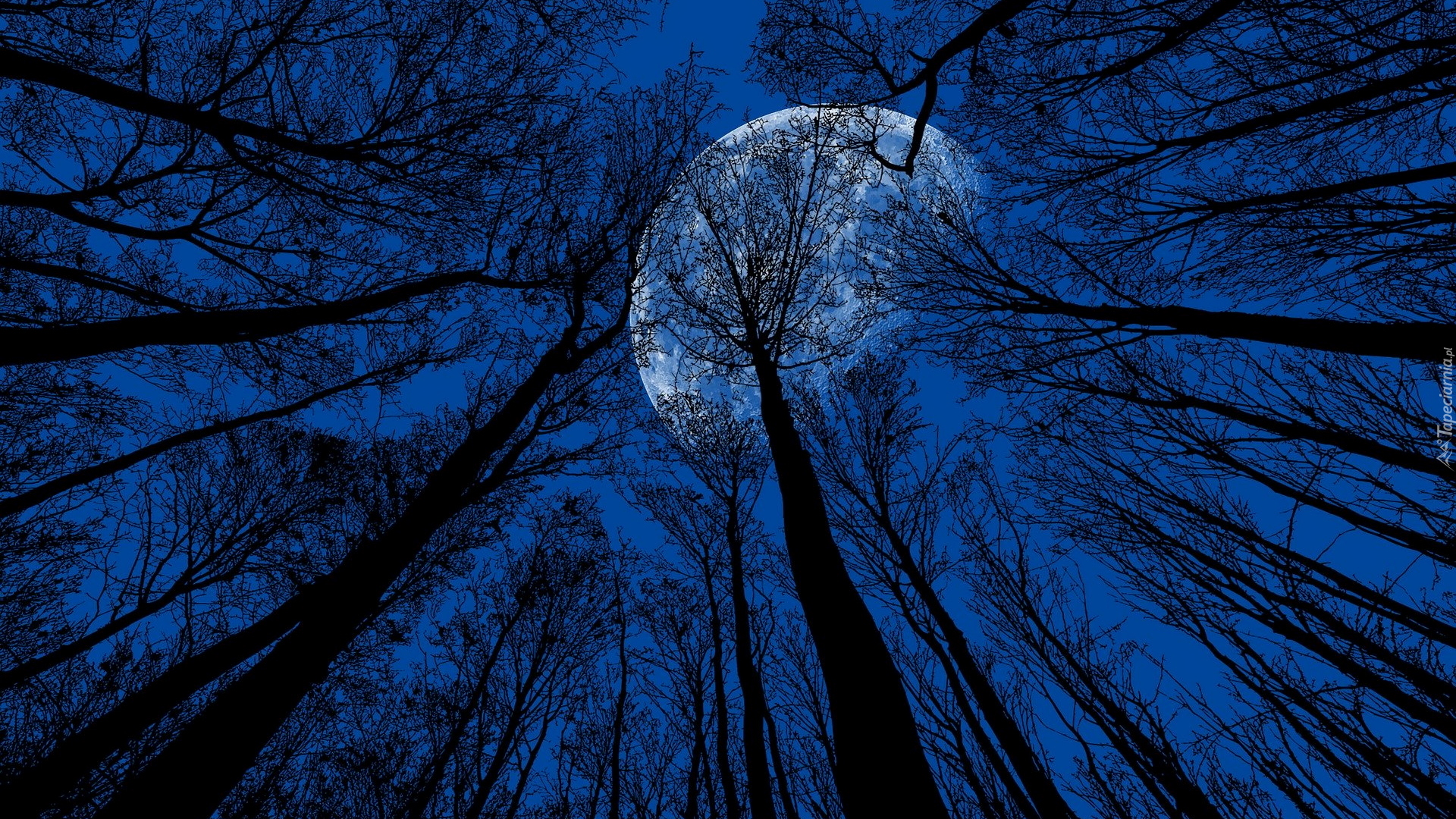Wierzchołki, Drzewa, Noc, Księżyc