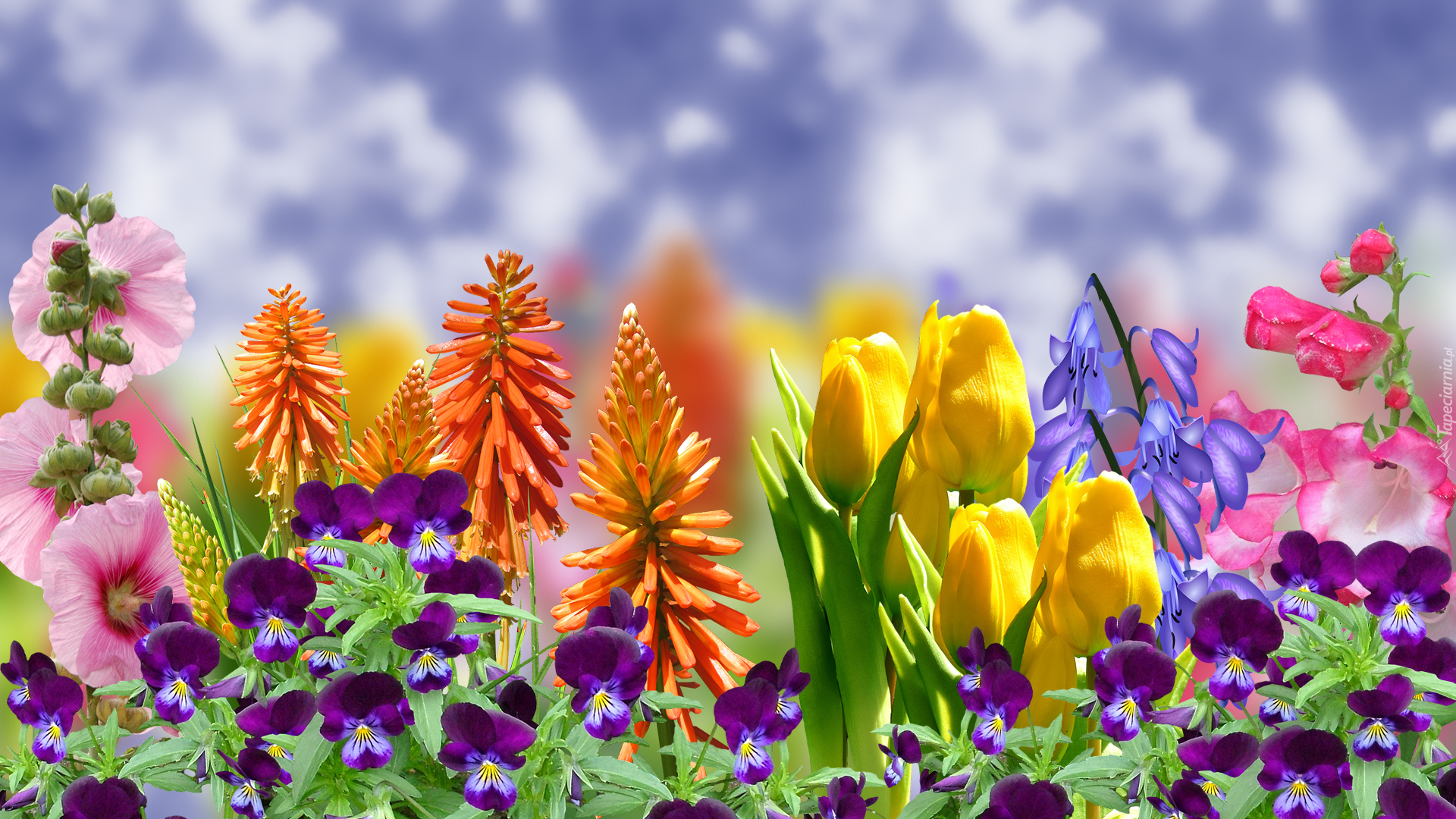 Kwiaty, Bratki, Tulipany, Trytoma groniasta, Malwa