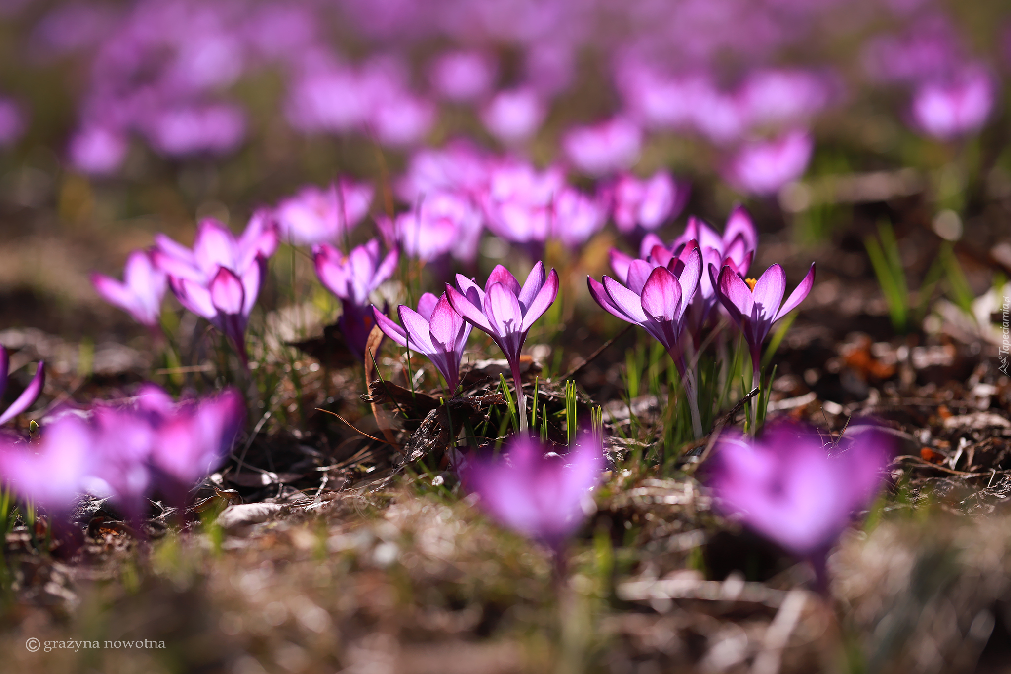 Wiosenne, Kwiaty, Fioletowe, Krokusy