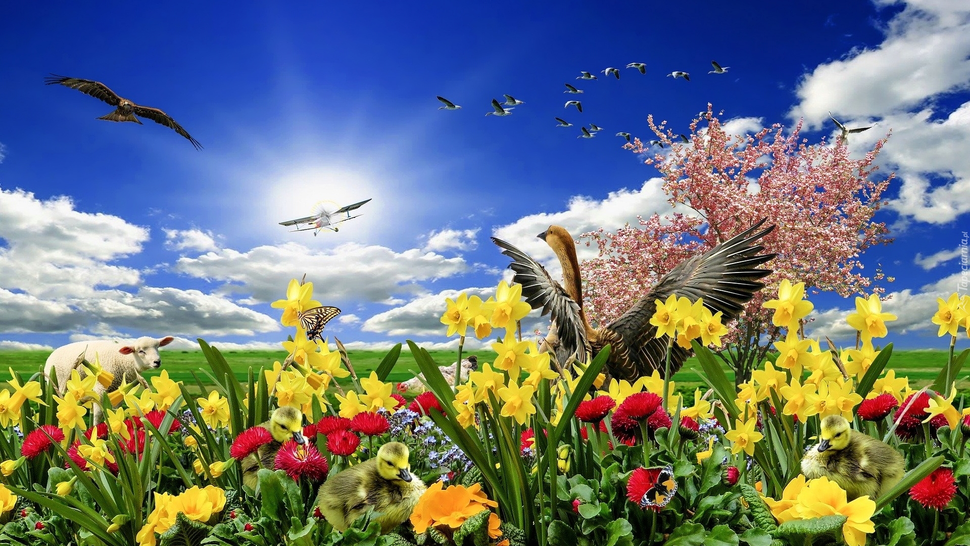 Łąka, Kolorowe, Kwiaty, Narcyzy, Samolot, Ptaki, Owca, Wiosna, 2D