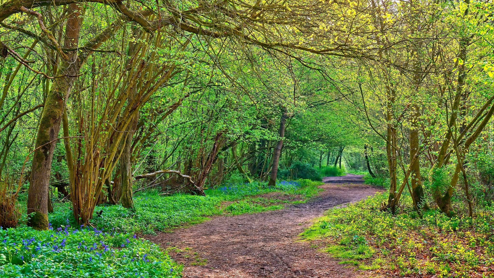 Las, Drzewa, Droga, Kwiaty, Dzwonki, Park, Clapham Park Wood, Bedford, Anglia