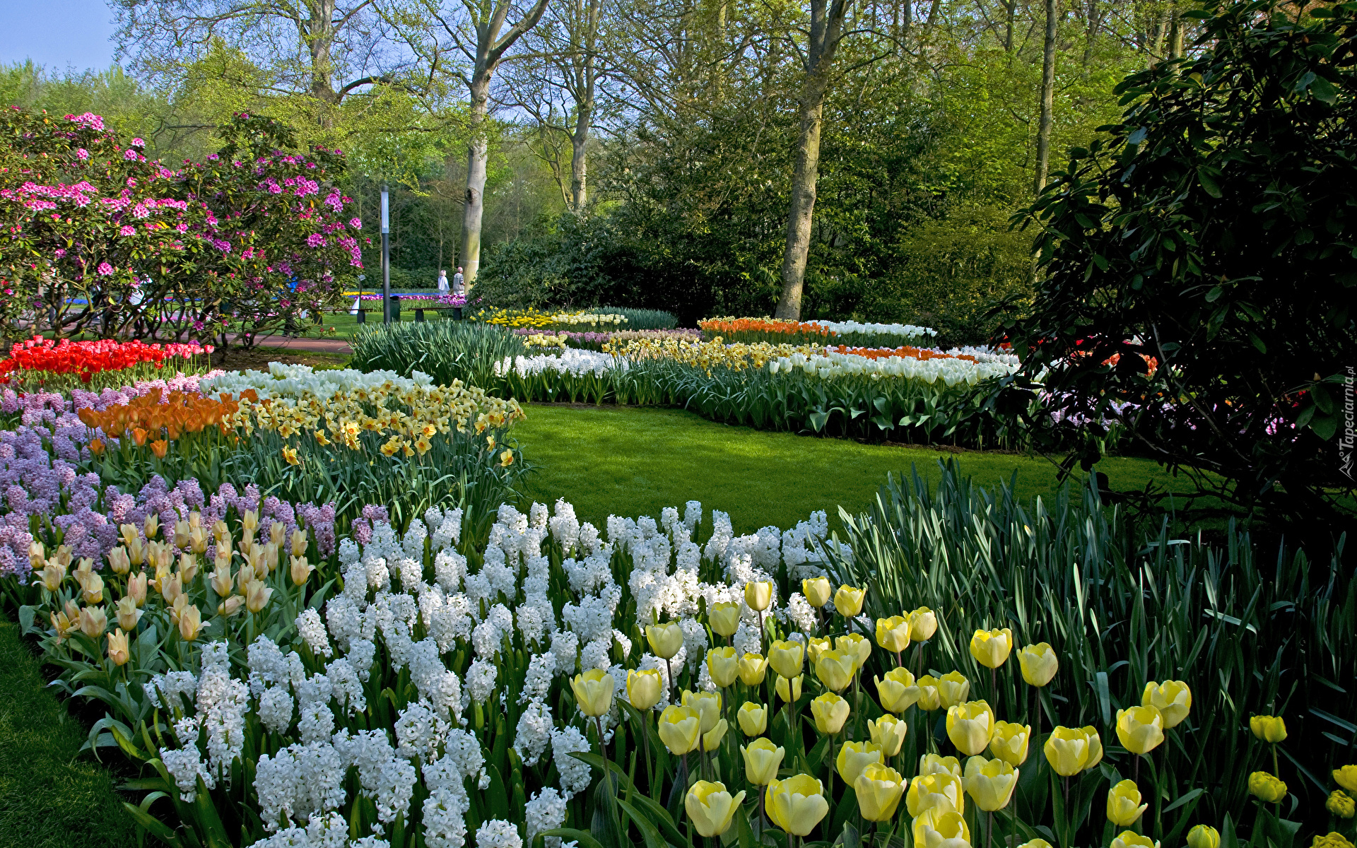 Wiosna, Park, Ogród, Kwiaty, Tulipany, Hiacynty, Drzewa, Krzewy, Keukenhof, Holandia