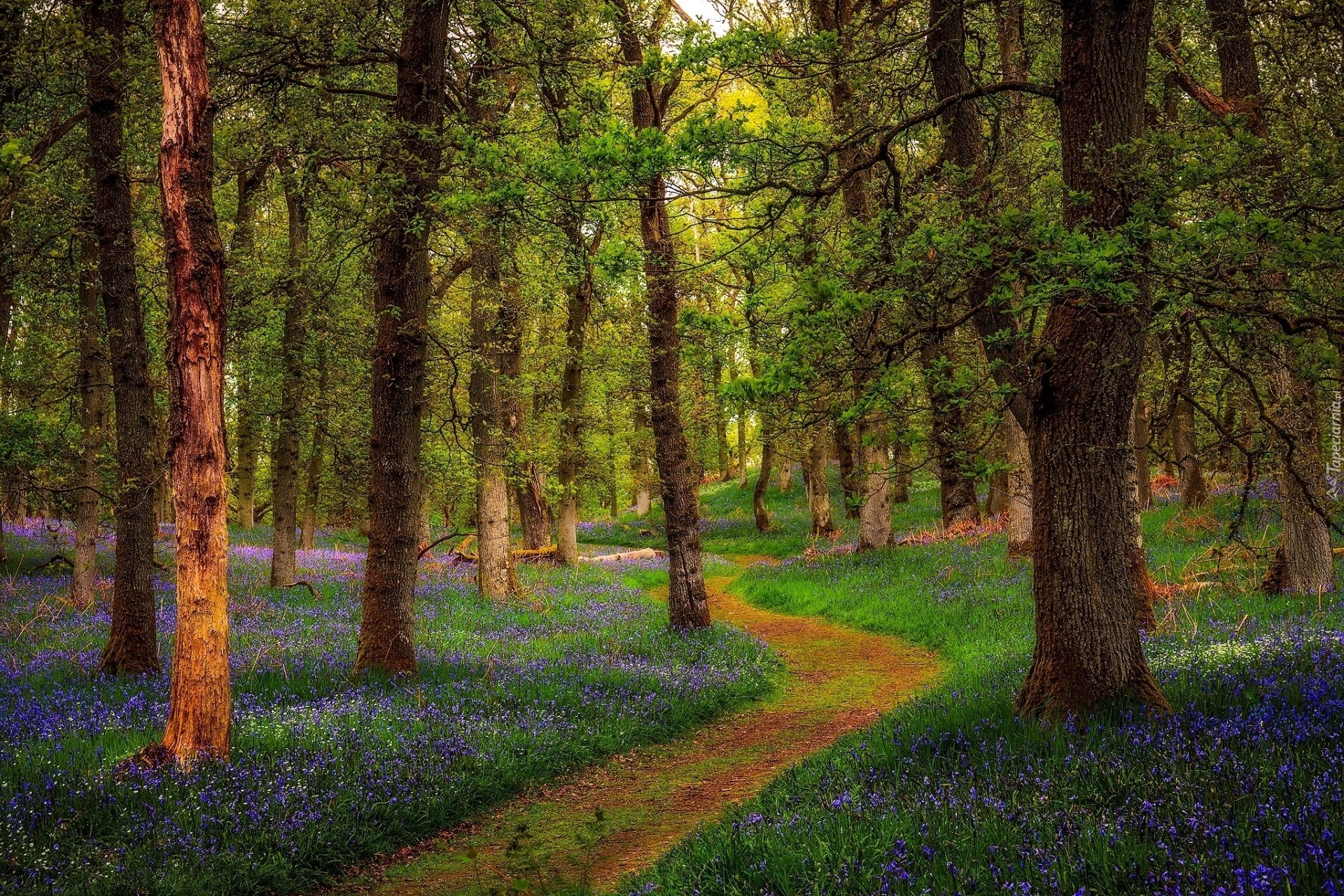Las, Drzewa, Ścieżka, Wiosna, Kwiaty