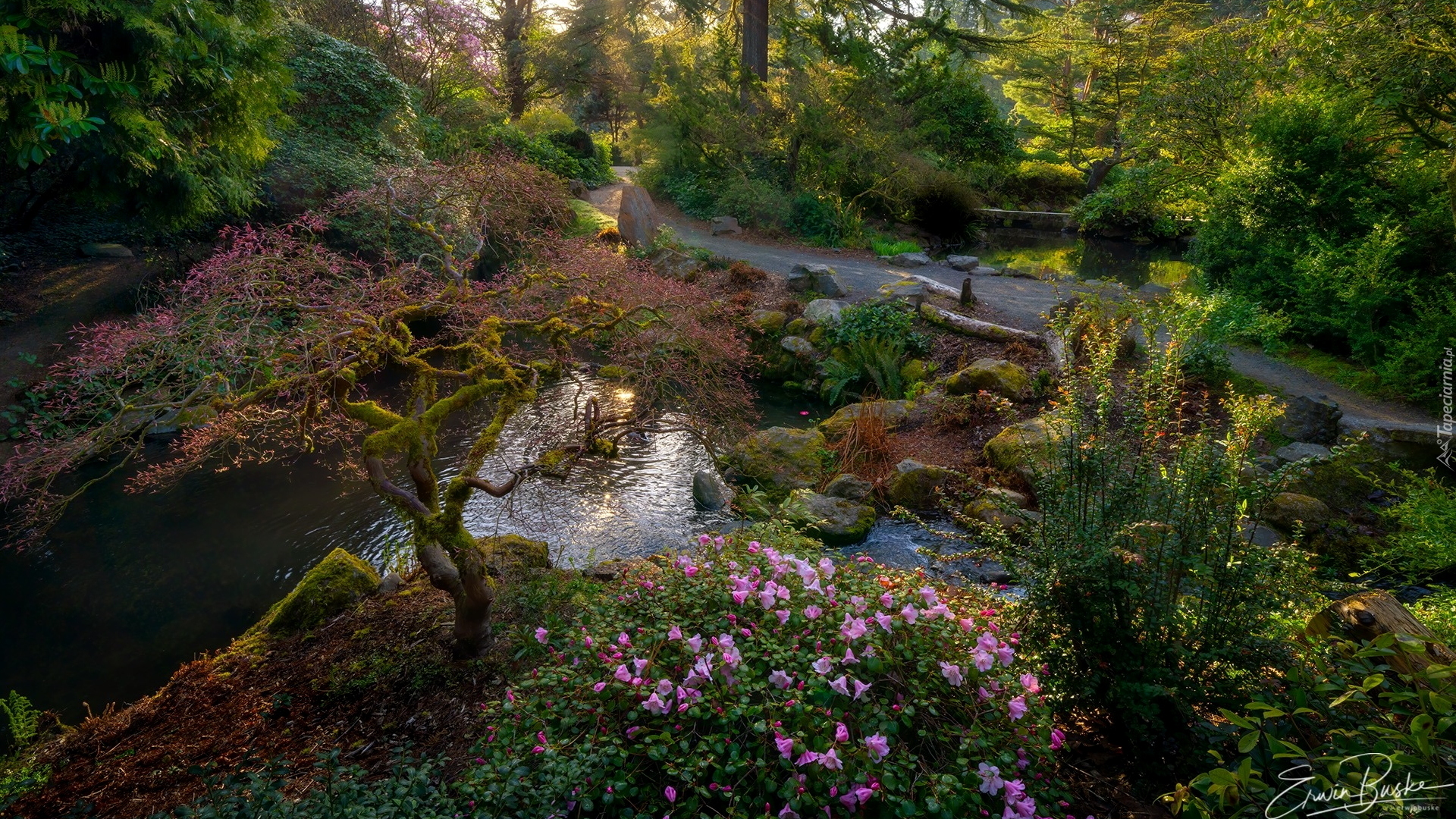 Ogród, Park, Ścieżka, Wiosna, Strumyk, Kubota Garden, Seattle, Stan Waszyngton, Stany Zjednoczone