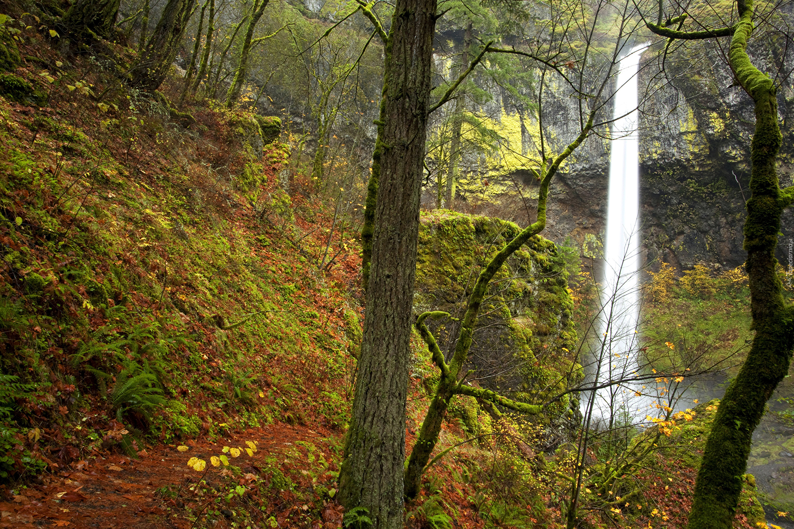 Stany Zjednoczone, Stan Oregon, Jesień, Las, Wodospad Elowah Falls