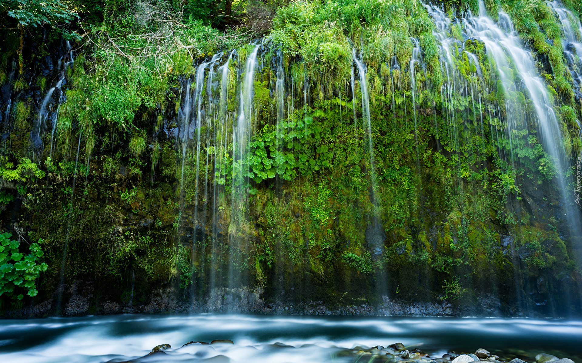 Wodospad Mossbrae Falls, Rośliny, Dunsmuir, Stan Kalifornia, Stany Zjednoczone