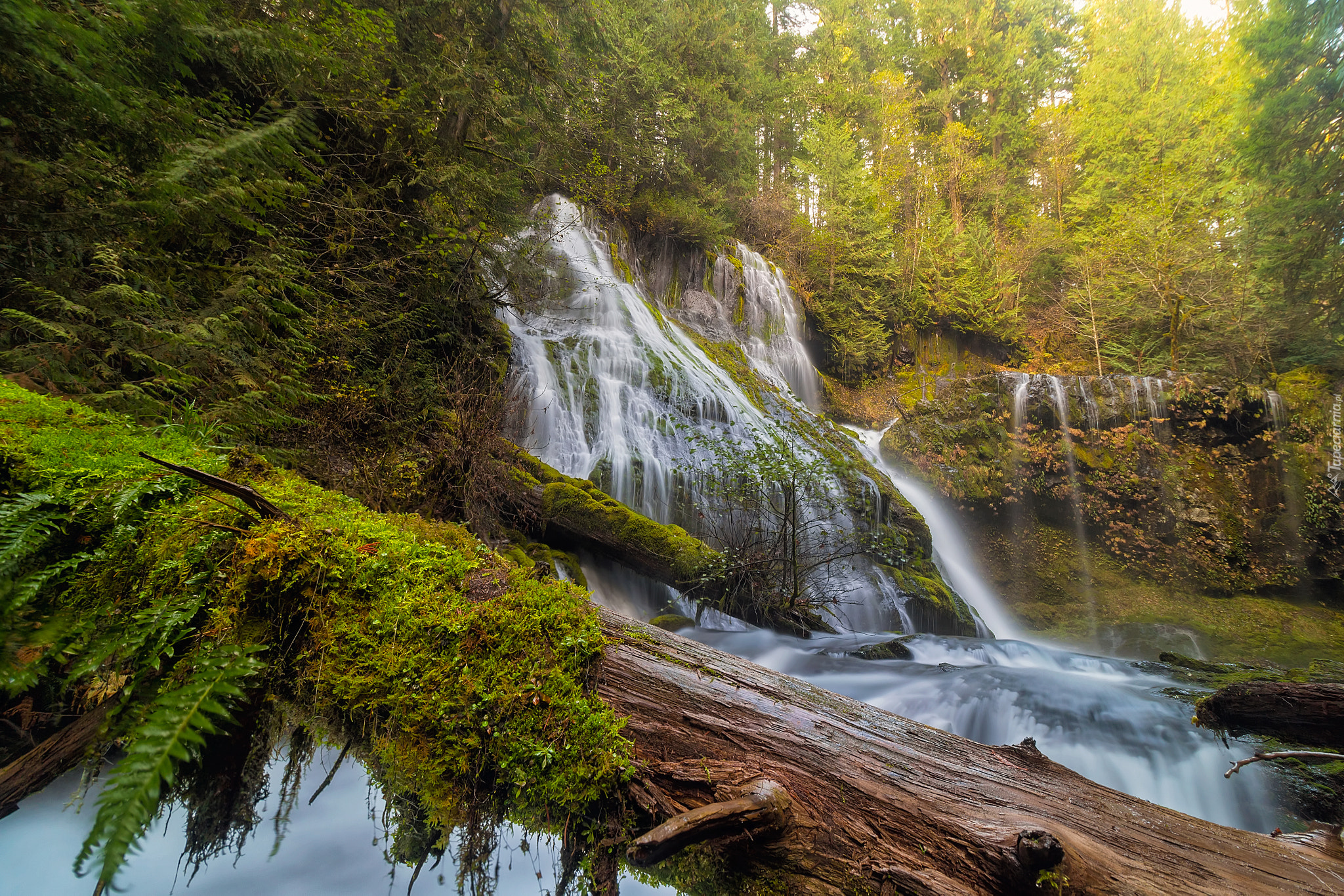 Wodospad Panther Creek Falls, Las państwowy Chattahoochee, Drzewa, Stan Waszyngton, Stany Zjednoczone