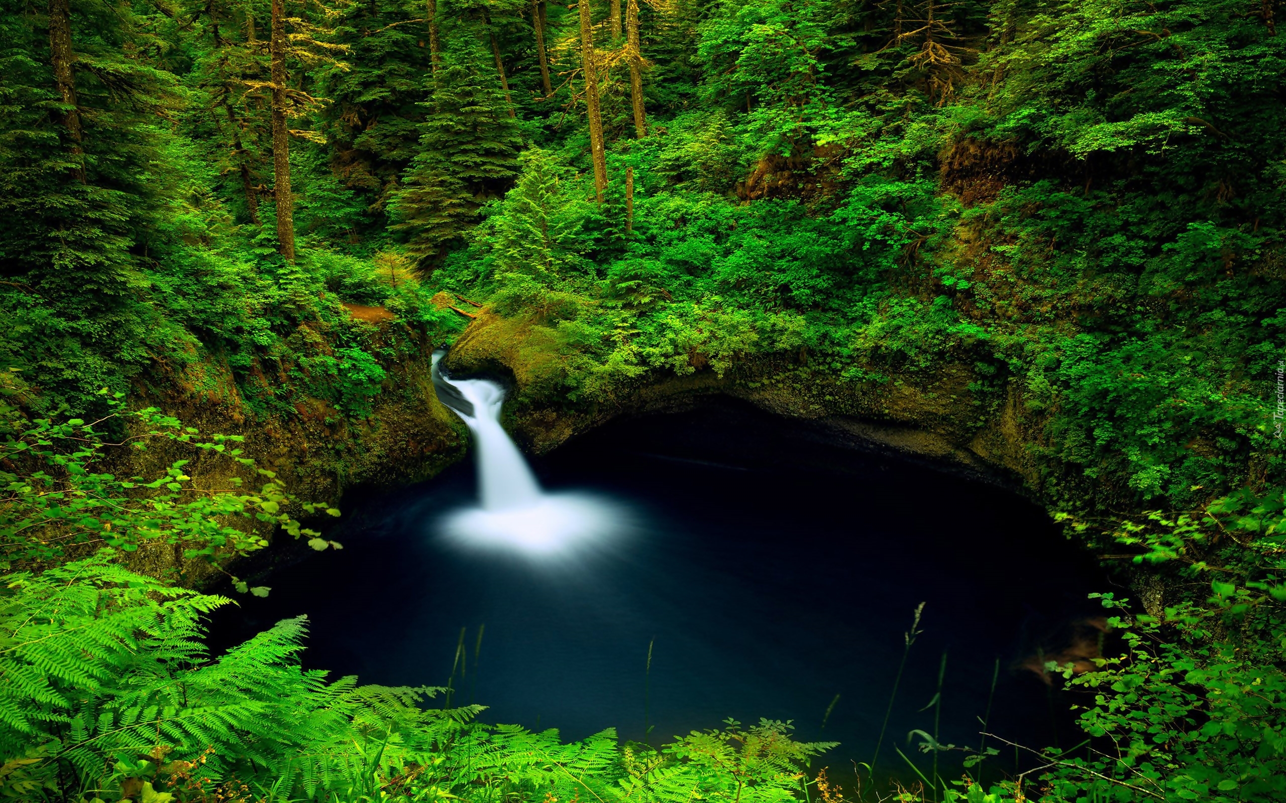 Wodospad Punch Bowl Falls, Las, Drzewa, Paprocie, Oregon, USA