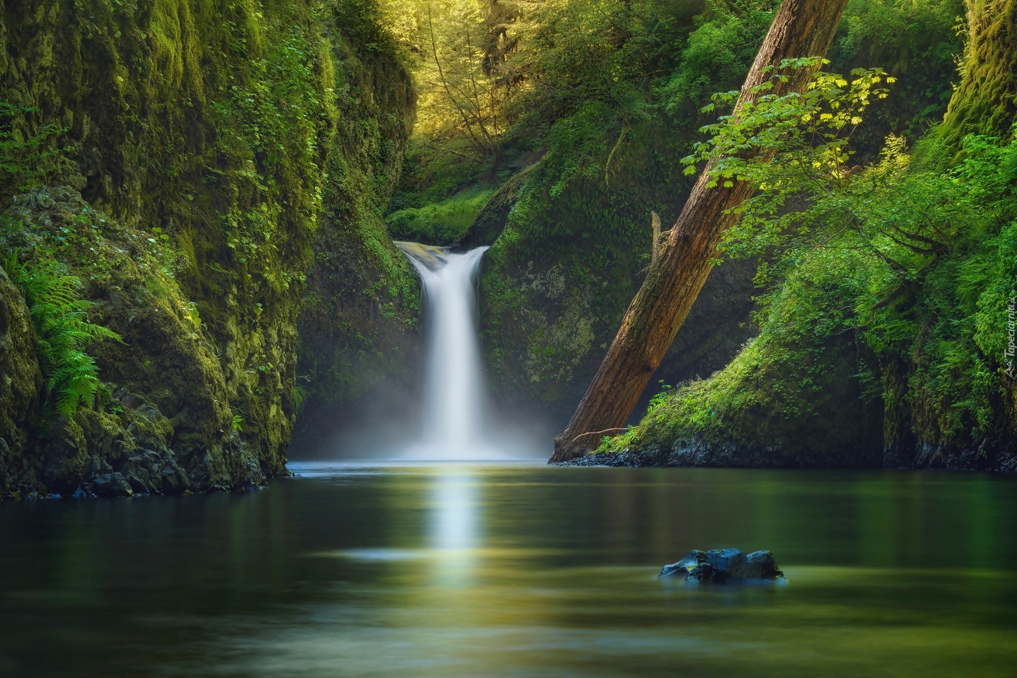 Stany Zjednoczone, Stan Oregon, Rezerwat przyrody Columbia River Gorge, Wodospad Punch Bowl Falls, Las, Potok Eagle Creek, Rzeka