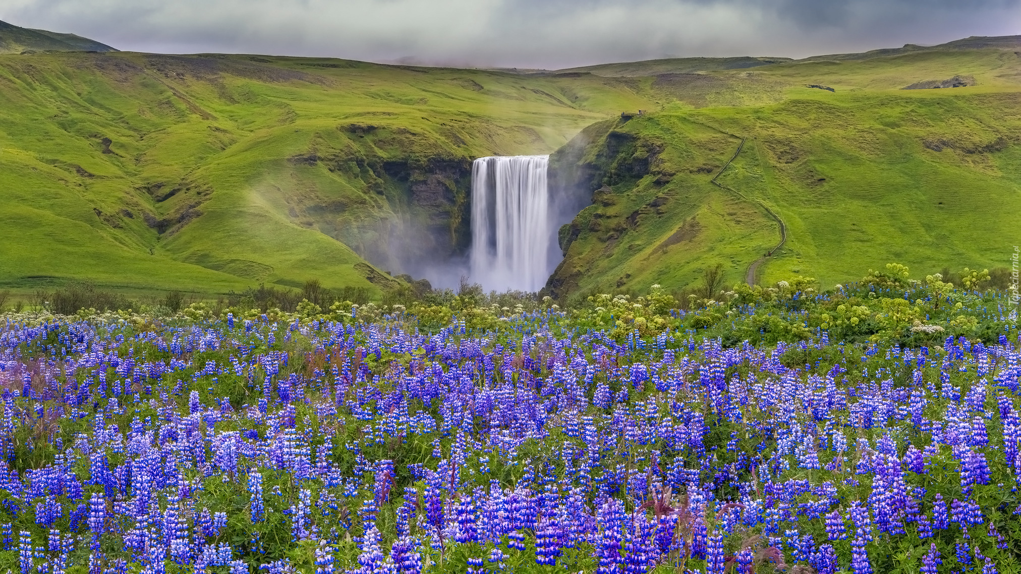 Kwiaty, Łąka, Łubin, Wodospad Skgafoss, Wzgórza, Islandia