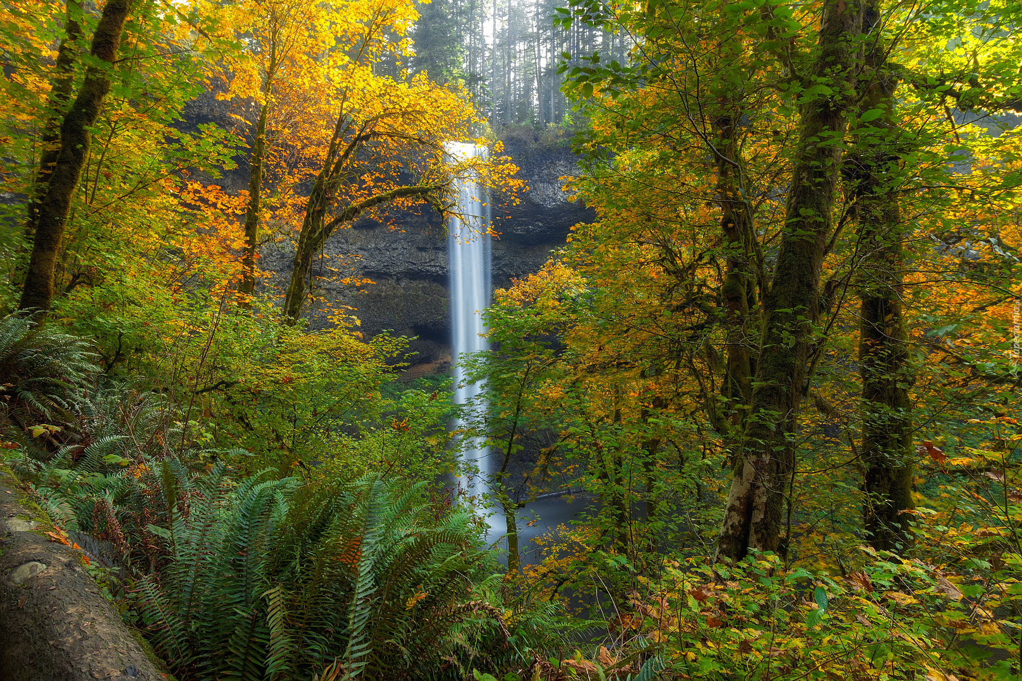 Wodospad South Falls, Las, Drzewa, Paprocie, Jesień, Park miejski Silver Falls, Oregon, Stany Zjednoczone