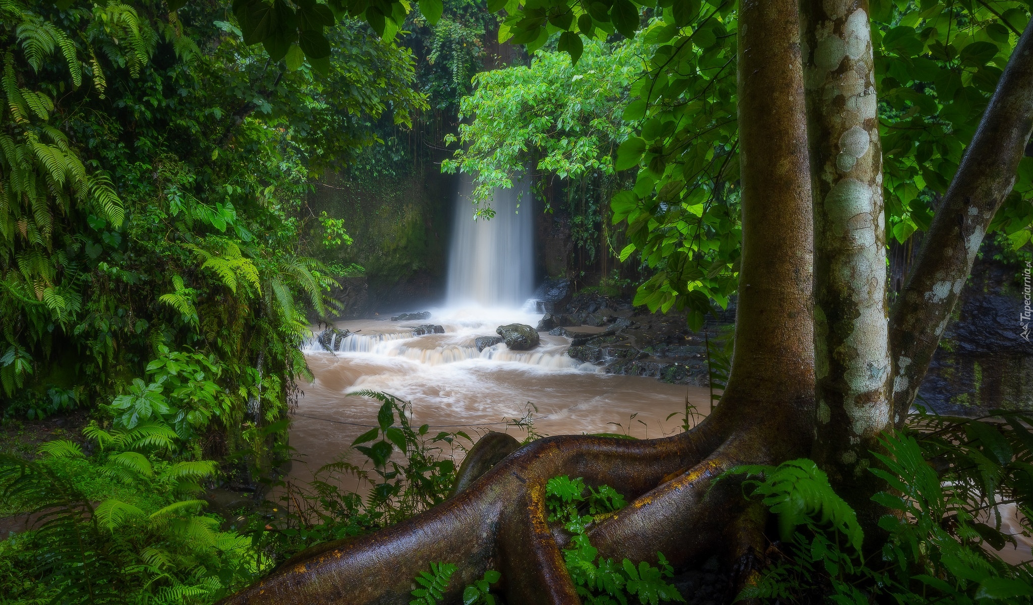 Las, Drzewa, Rzeka, Kamienie, Wodospad, Sumampan Waterfall, Bali, Indonezja