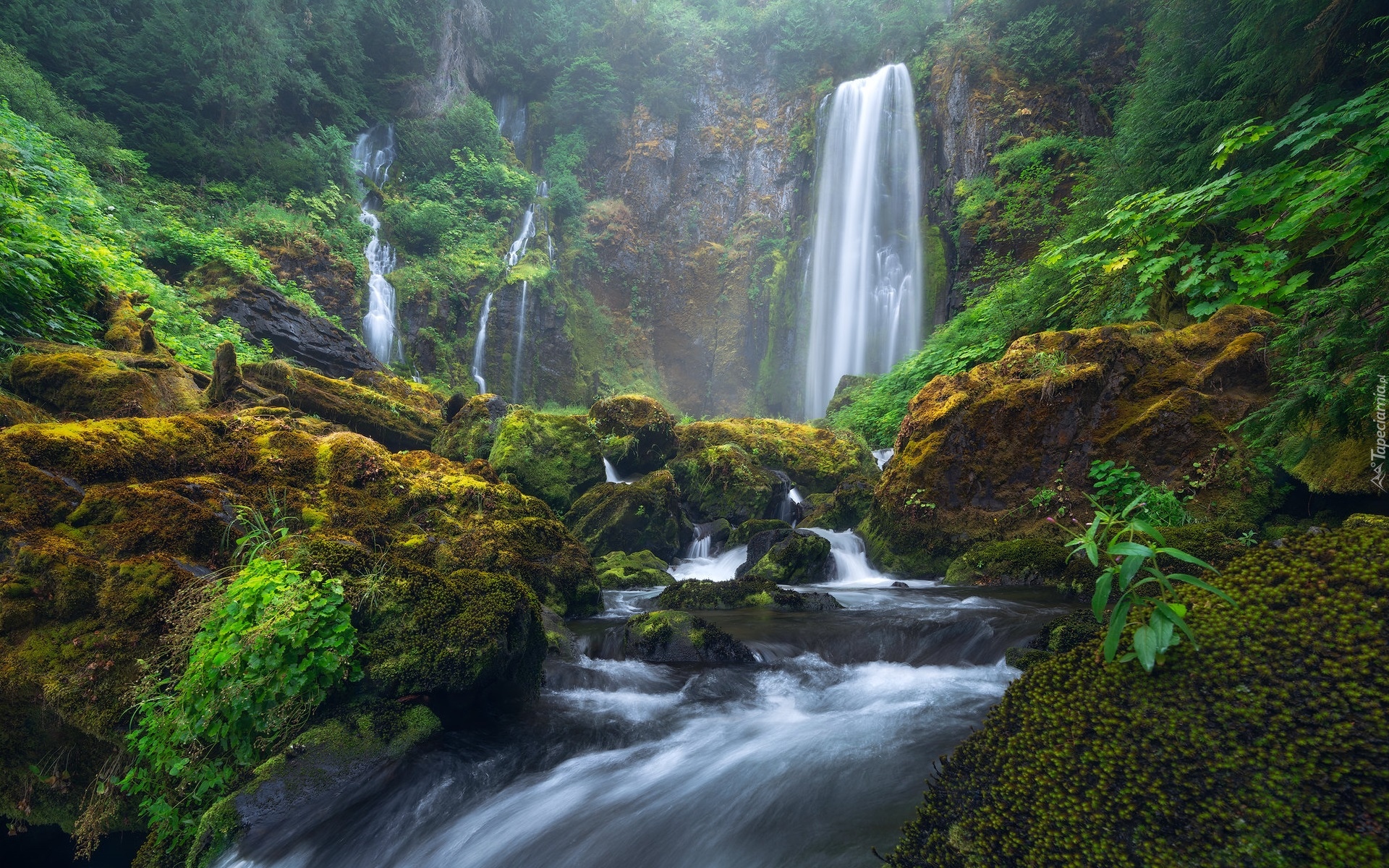 Wodospad, Rzeka, Omszone, Kamienie, Głazy, Skały, Las, Gifford Pinchot National Forest, Oregon, Stany Zjednoczone