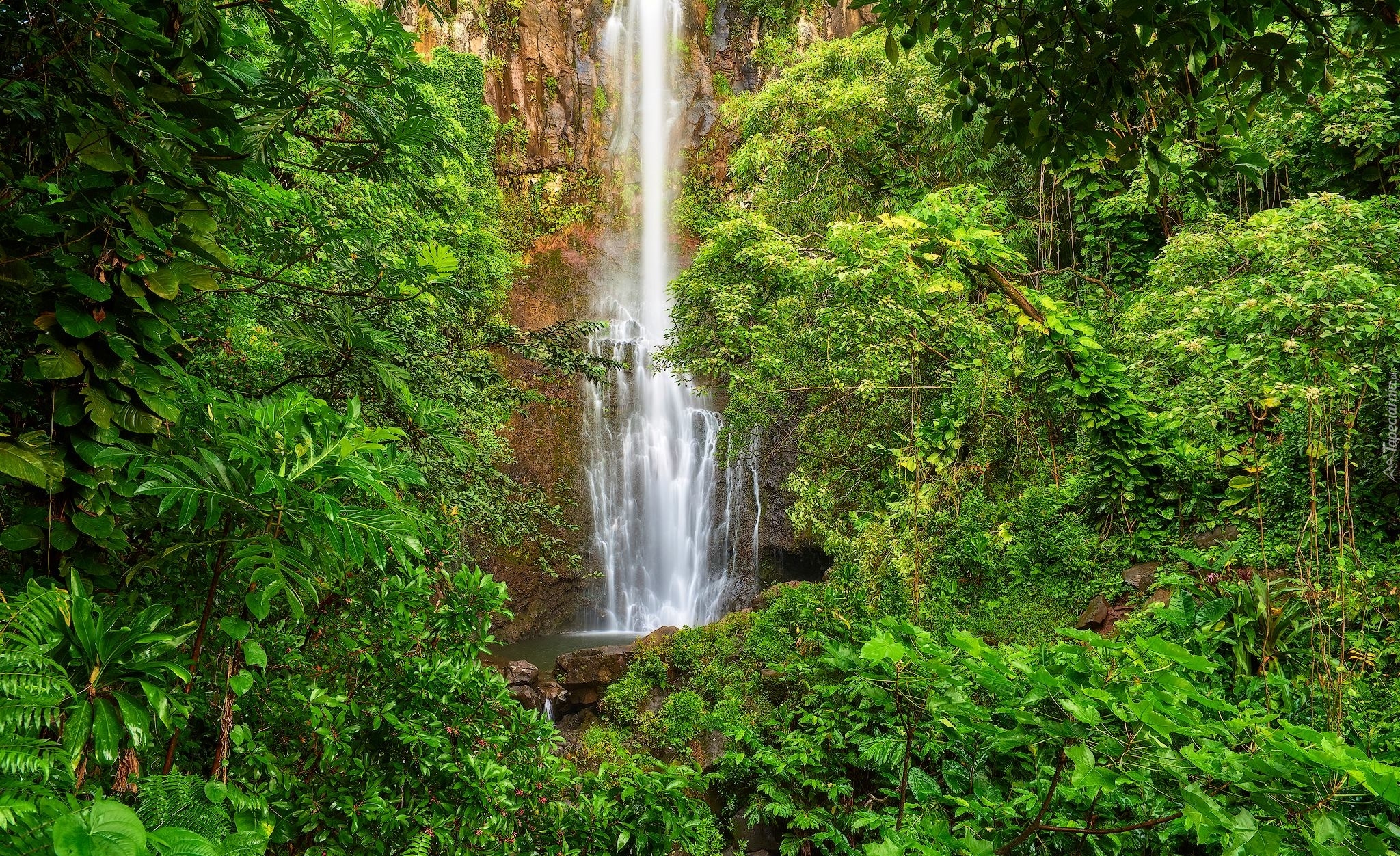 Wodospad Waimoku Falls, Park Narodowy Haleakala, Wyspa Maui, Hawaje, Drzewa, Roślinność