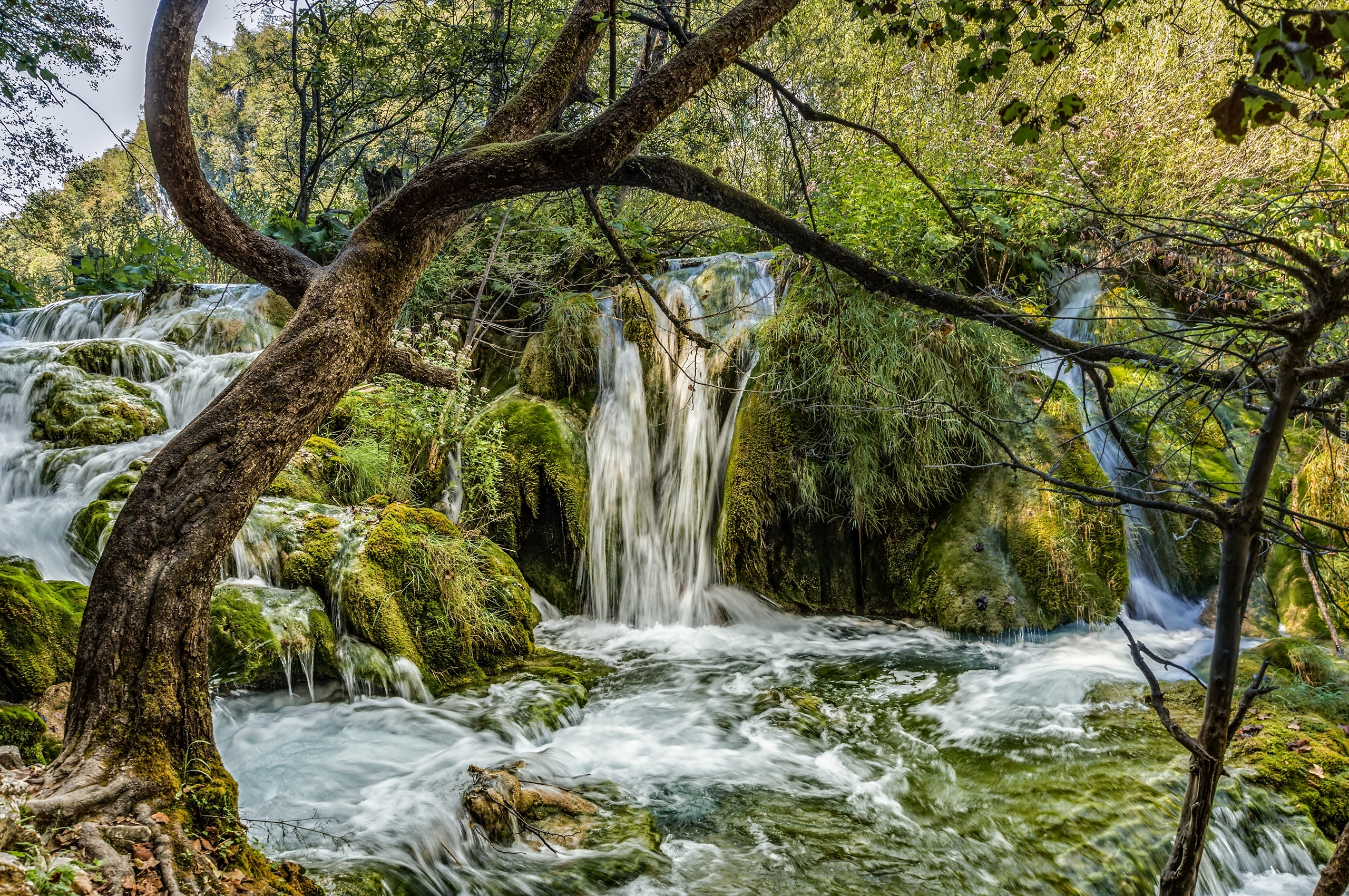 Chorwacja, Park Narodowy Jezior Plitvickich, Wodospad, Drzewa
