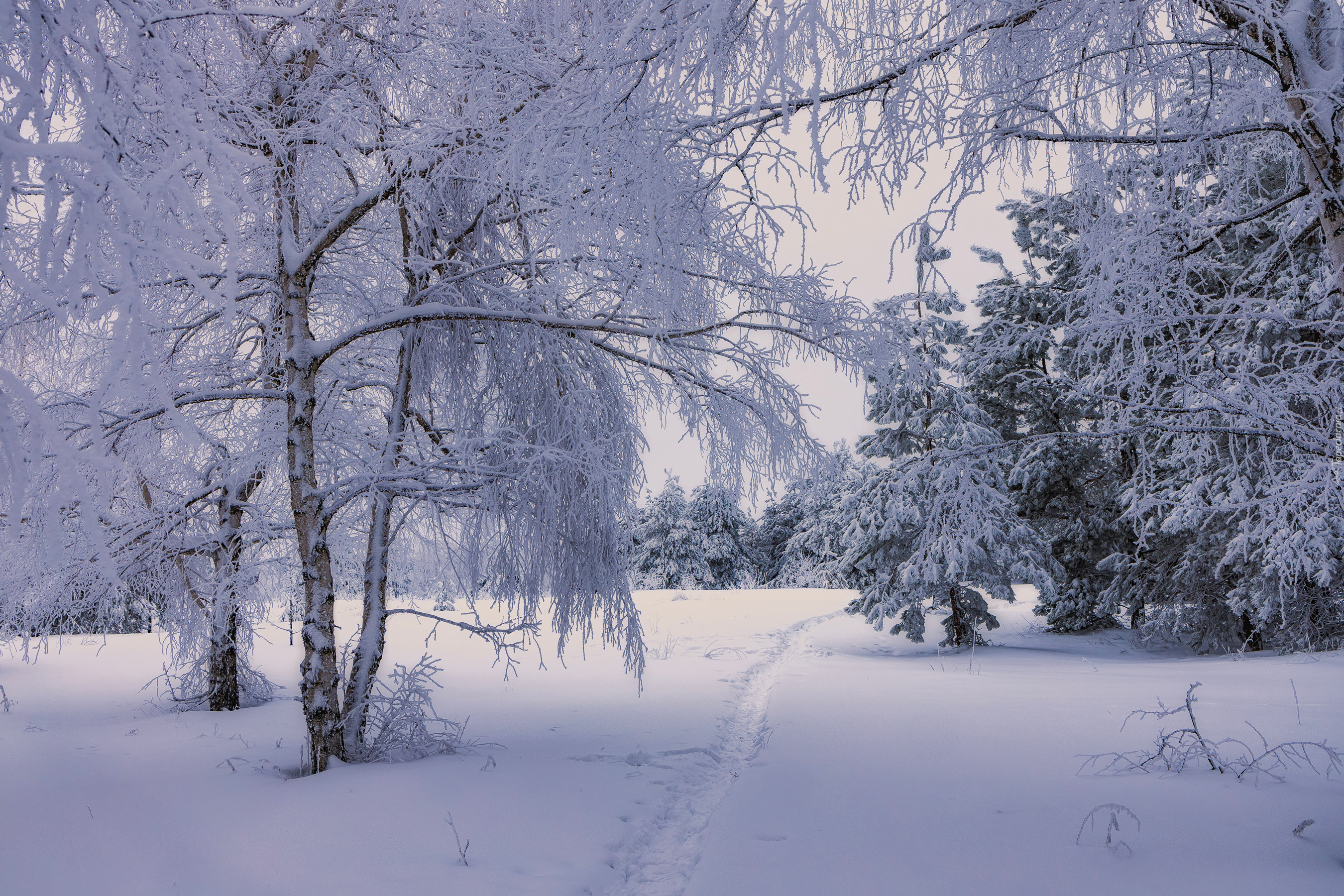 Zima, Ośnieżone, Drzewa, Śnieg, Wydeptana, Ścieżka