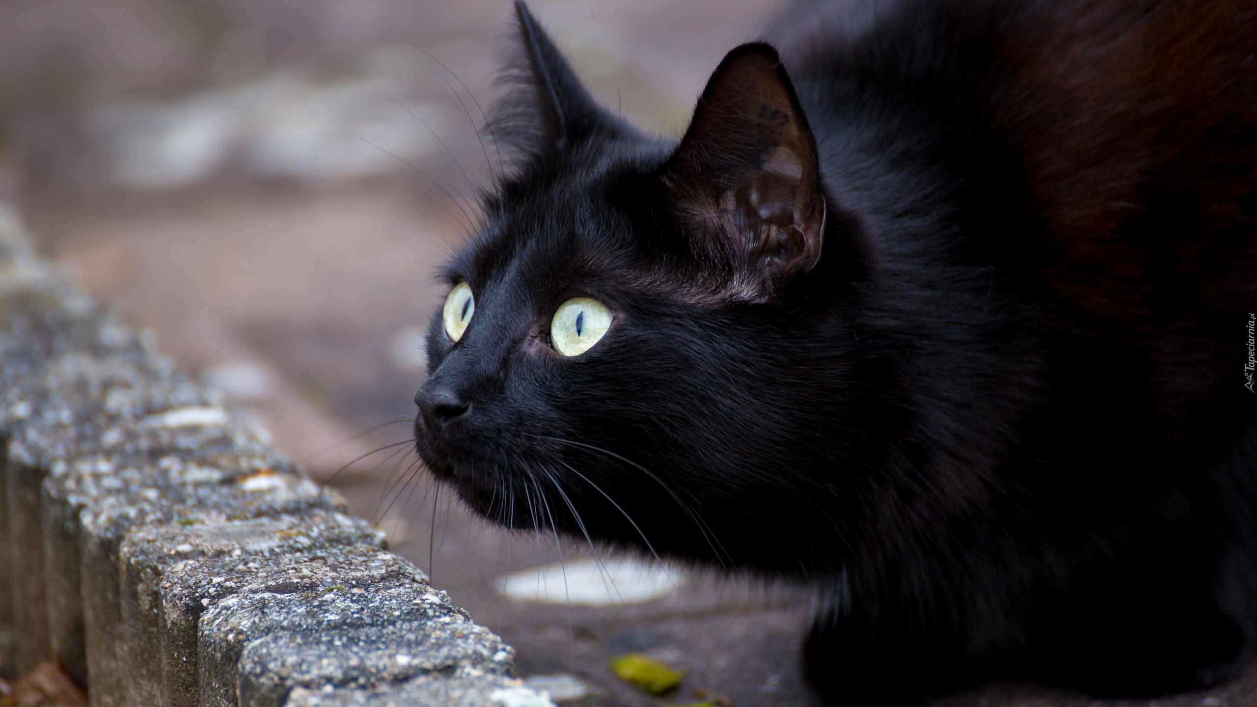 Czarny, Kot, Spojrzenie