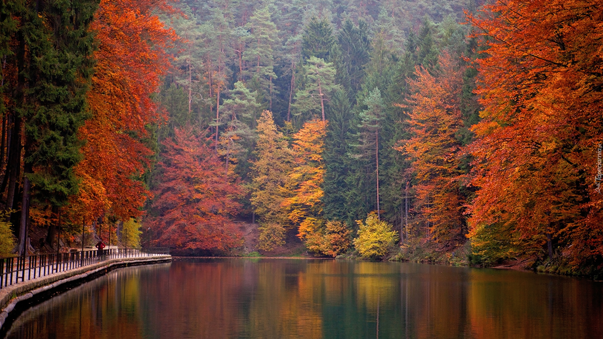Las, Jesień, Drzewa, Rzeka