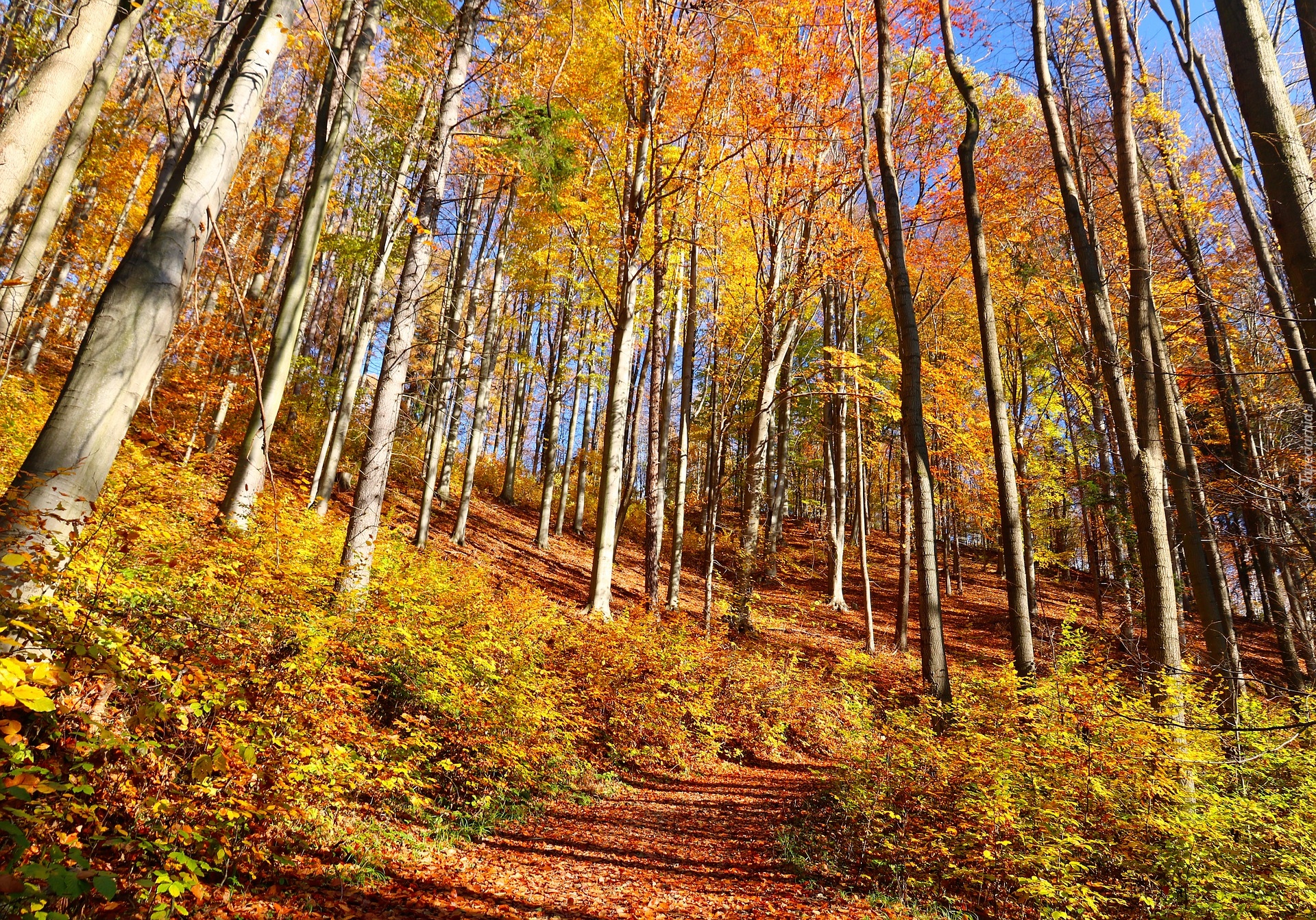 Las, Pożółkłe, Drzewa, Liście, Jesień