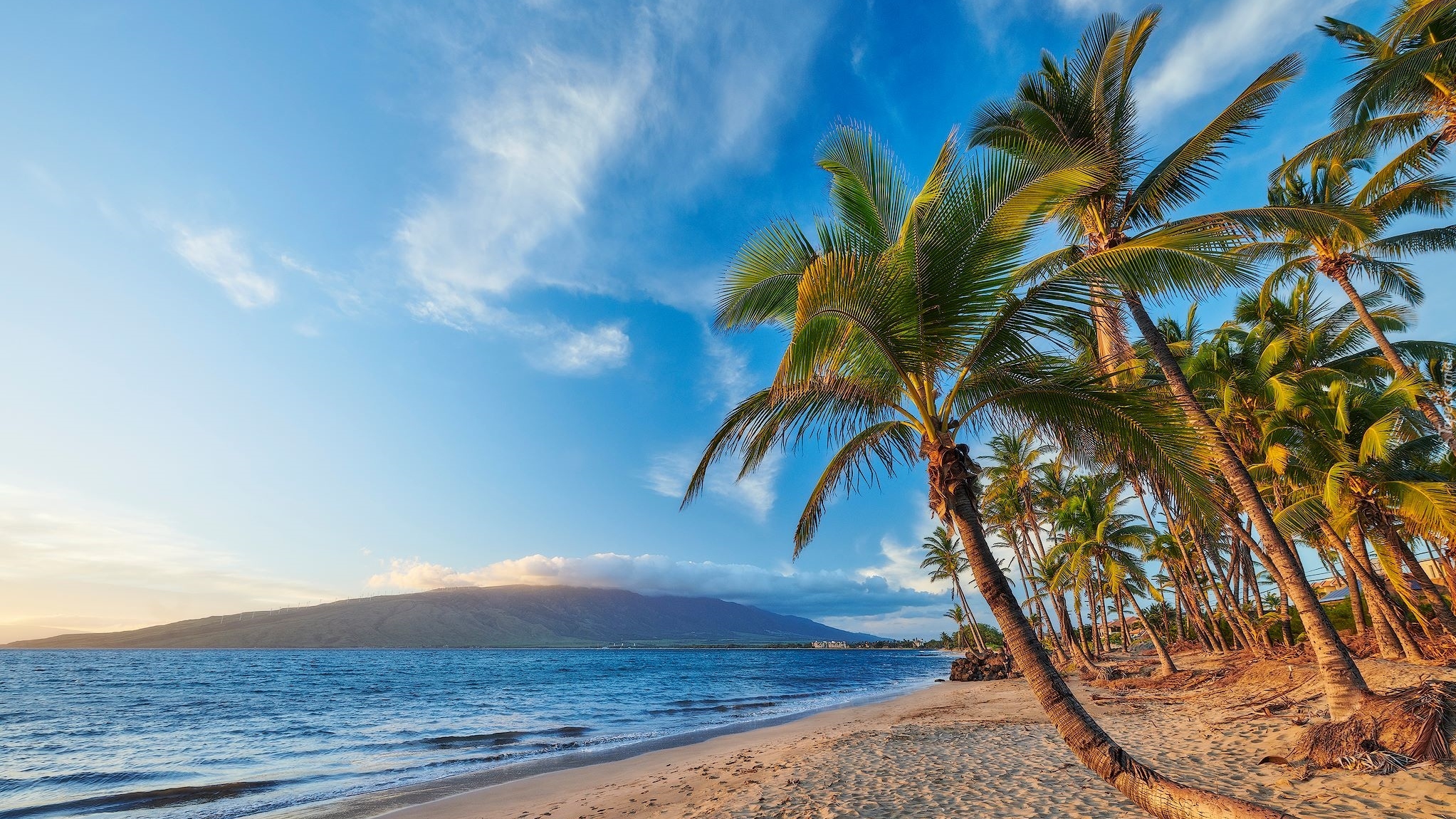 Hawaje, Wyspa Maui, Morze, Palmy, Wzgórza