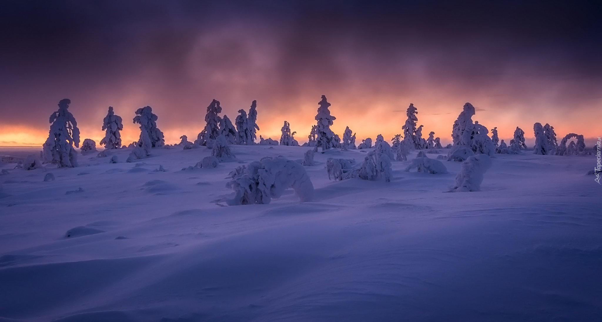 Finlandia, Laponia, Wzgórze Kuertunturi, Zima, Ośnieżone, Drzewa, Rośliny, Wschód słońca
