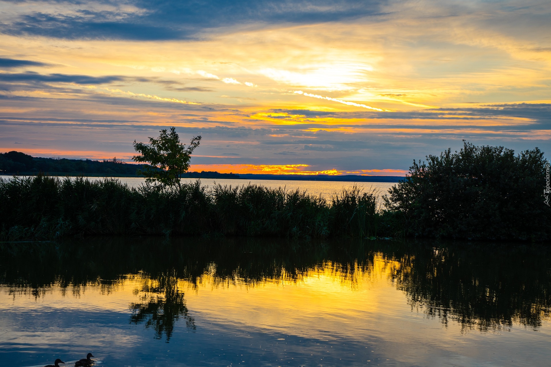 Jezioro Balaton, Zachód słońca, Krzewy, Trawa, Węgry