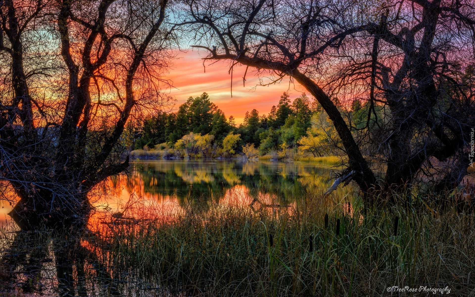 Zachód słońca, Jezioro, Goldwater Lake, Drzewa, Gałęzie, Szuwary, Prescott, Stan Arizona, Stany Zjednoczone