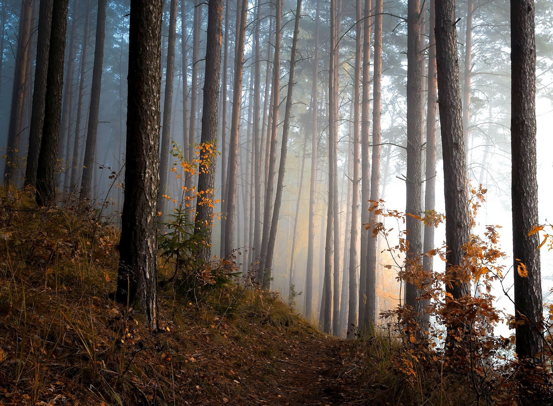 Las, Ścieżka, Poranek, Mgła, Jesień