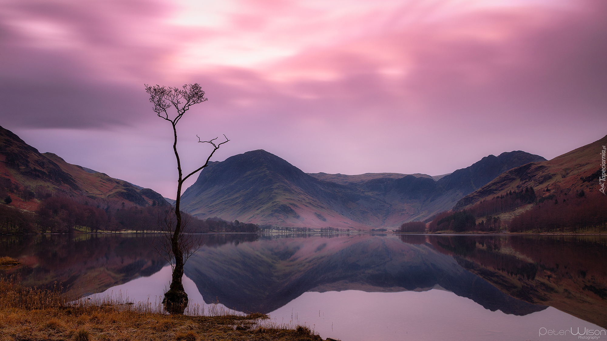Jezioro Buttermere, Suche, Drzewo, Góry, Lake District, Anglia