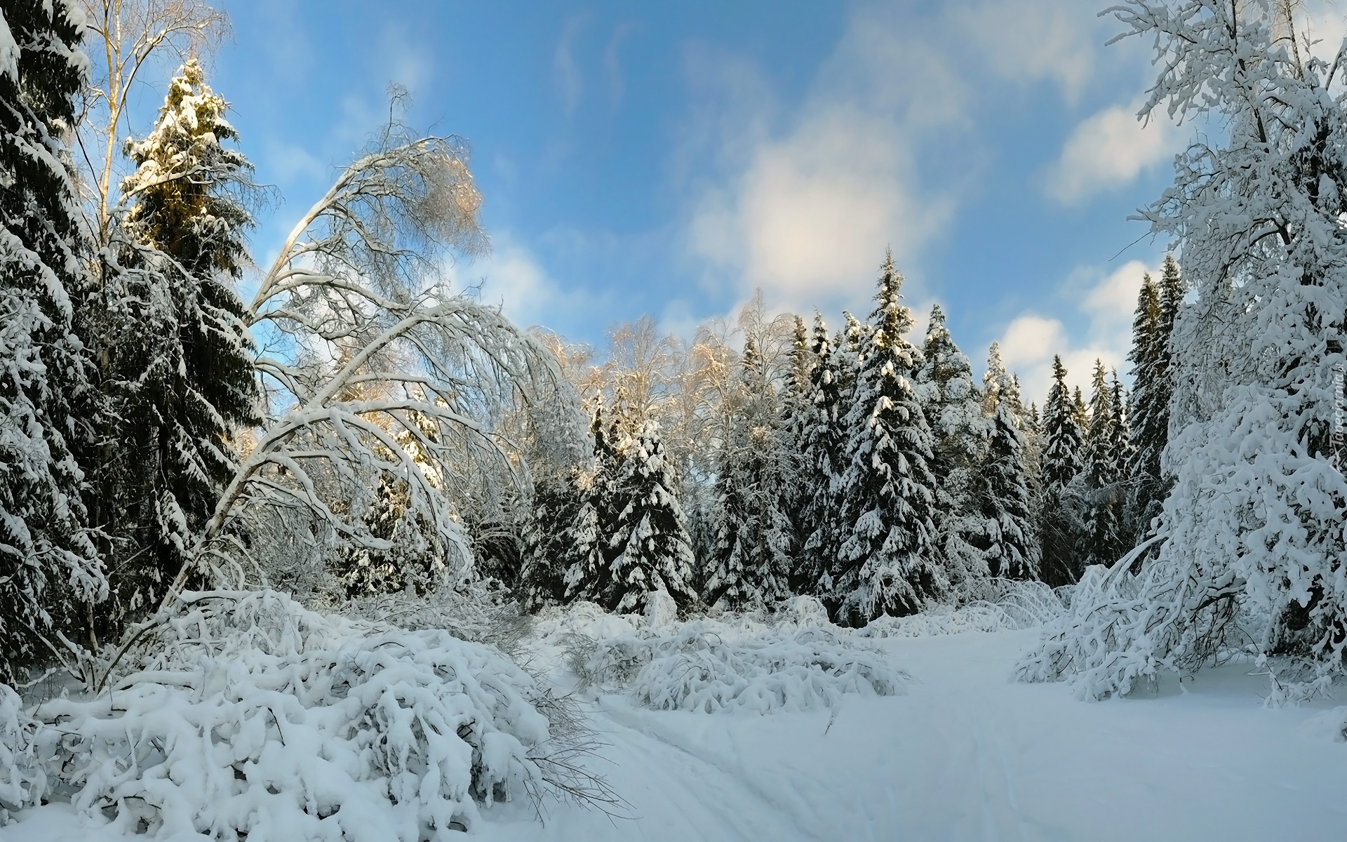 Zima, Śnieg, Drzewa, Krzewy, Zaśnieżone, Świerki