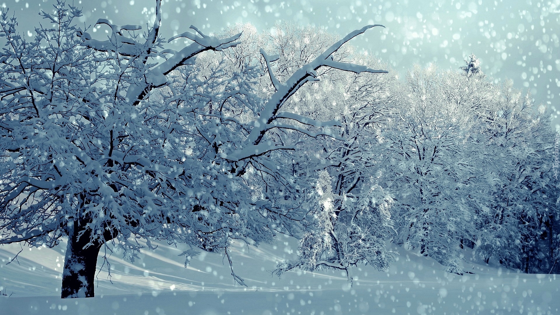 Zima, Drzewa, Padający, Śnieg