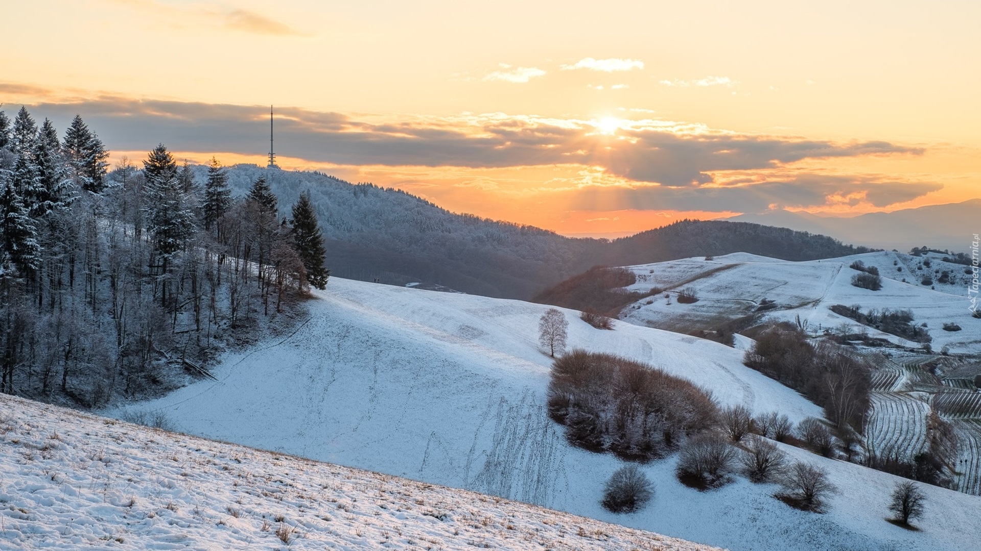 Zima, Góry, Wzgórza, Kaiserstuhl, Drzewa, Wschód słońca, Badenia-Wirtembergia, Niemcy