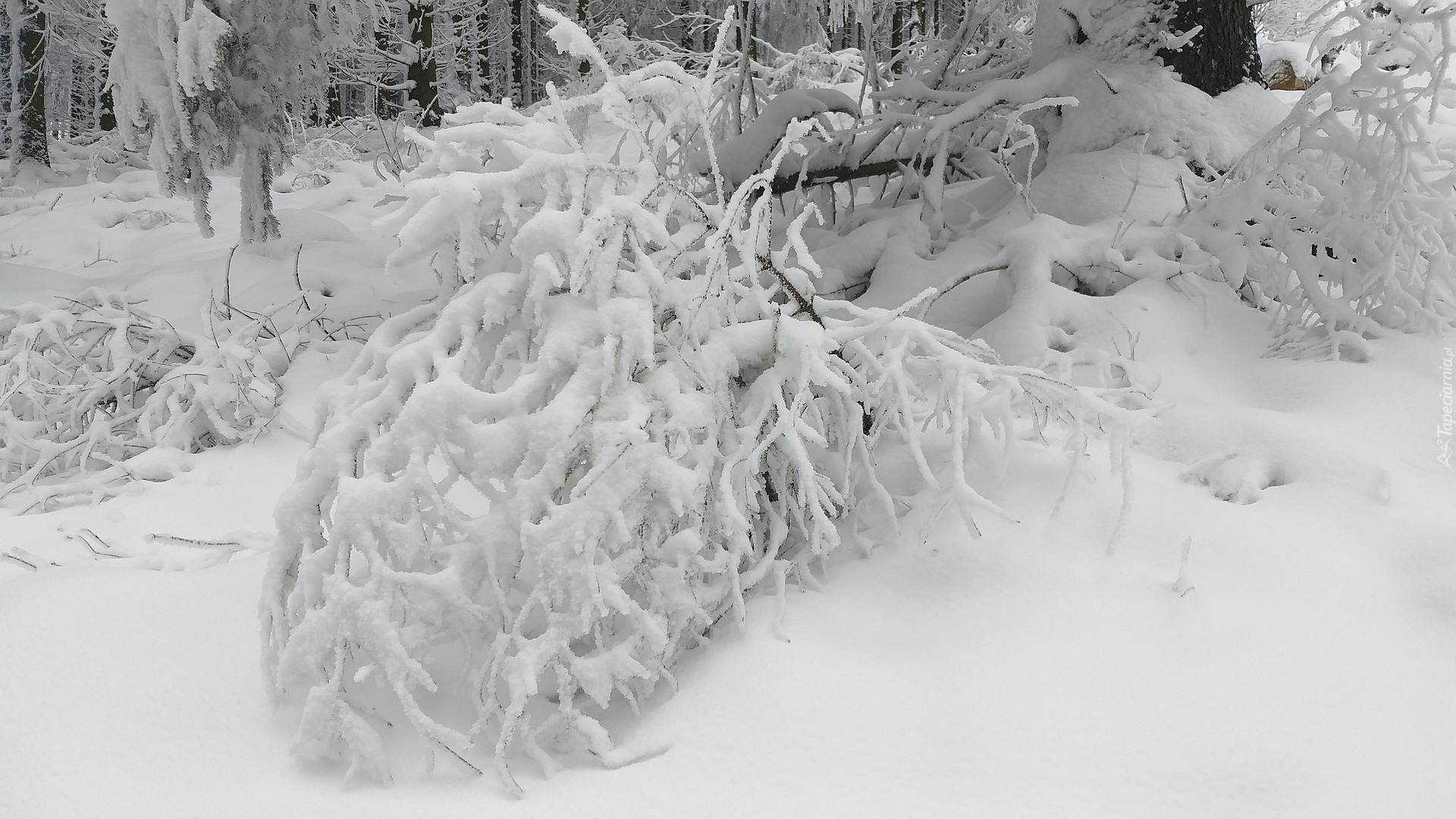 Zima, Śnieg, Las, Drzewa, Gałązki