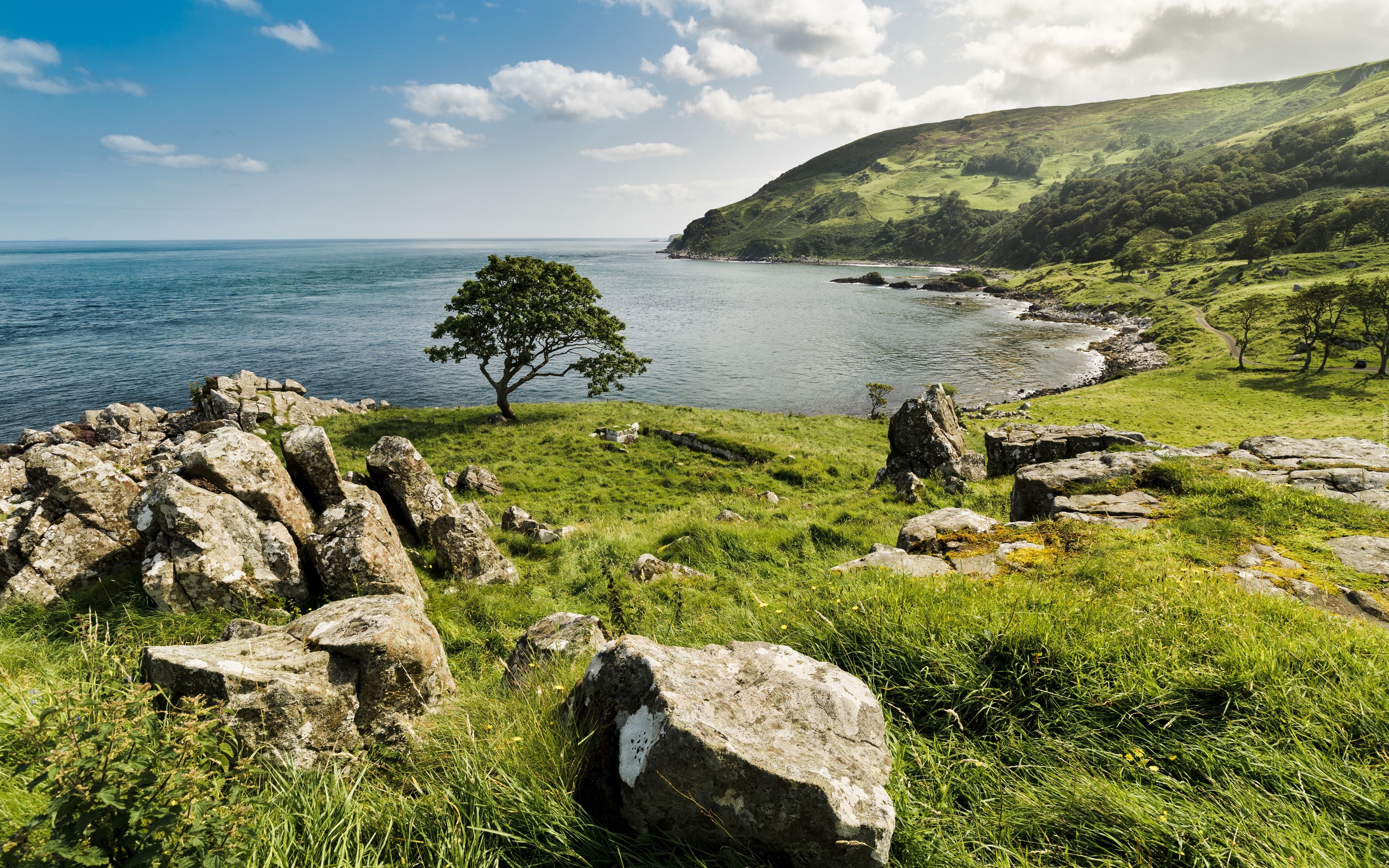 Trawa, Kamienie, Drzewo, Morze, Zatoka, Murlough Bay, Irlandia Północna