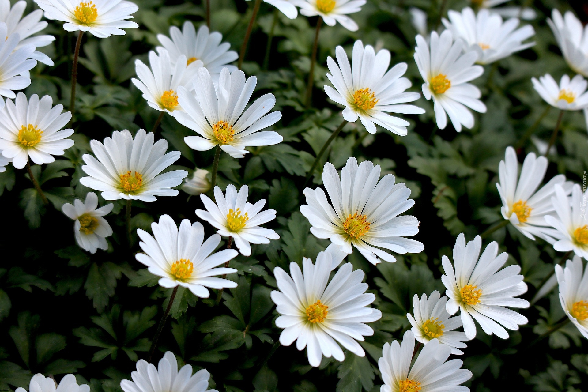 Białe, Kwiaty, Zawilce apenińskie