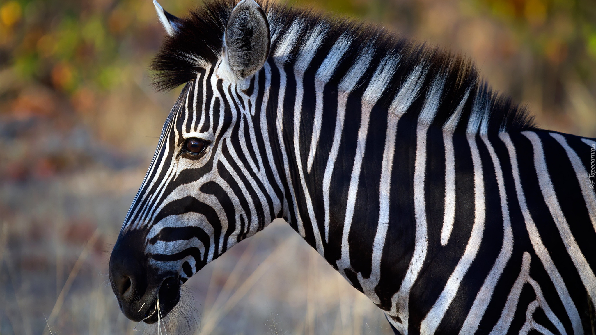Zebra, Profil