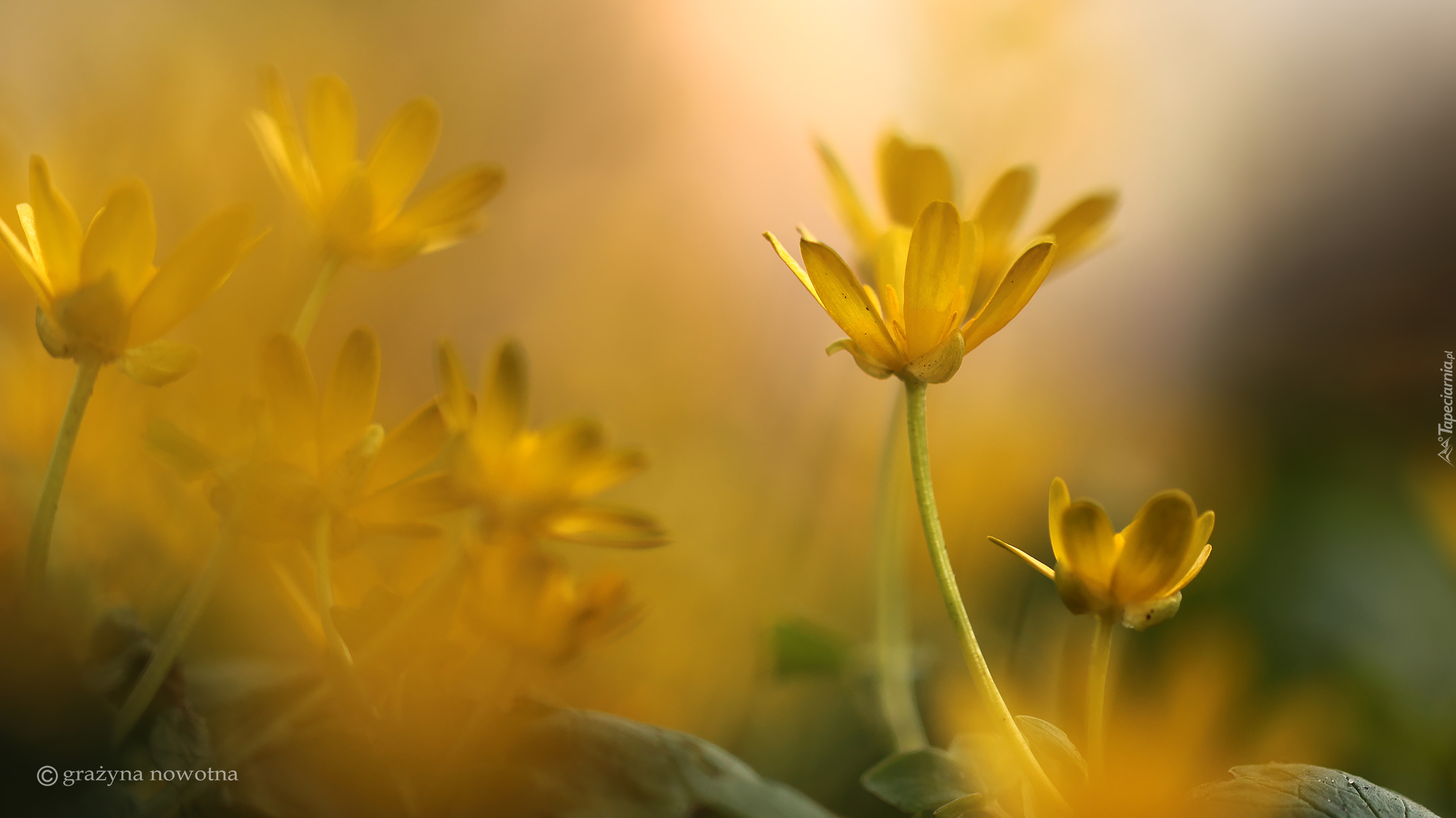 Żółte, Kwiaty, Ziarnopłon wiosenny