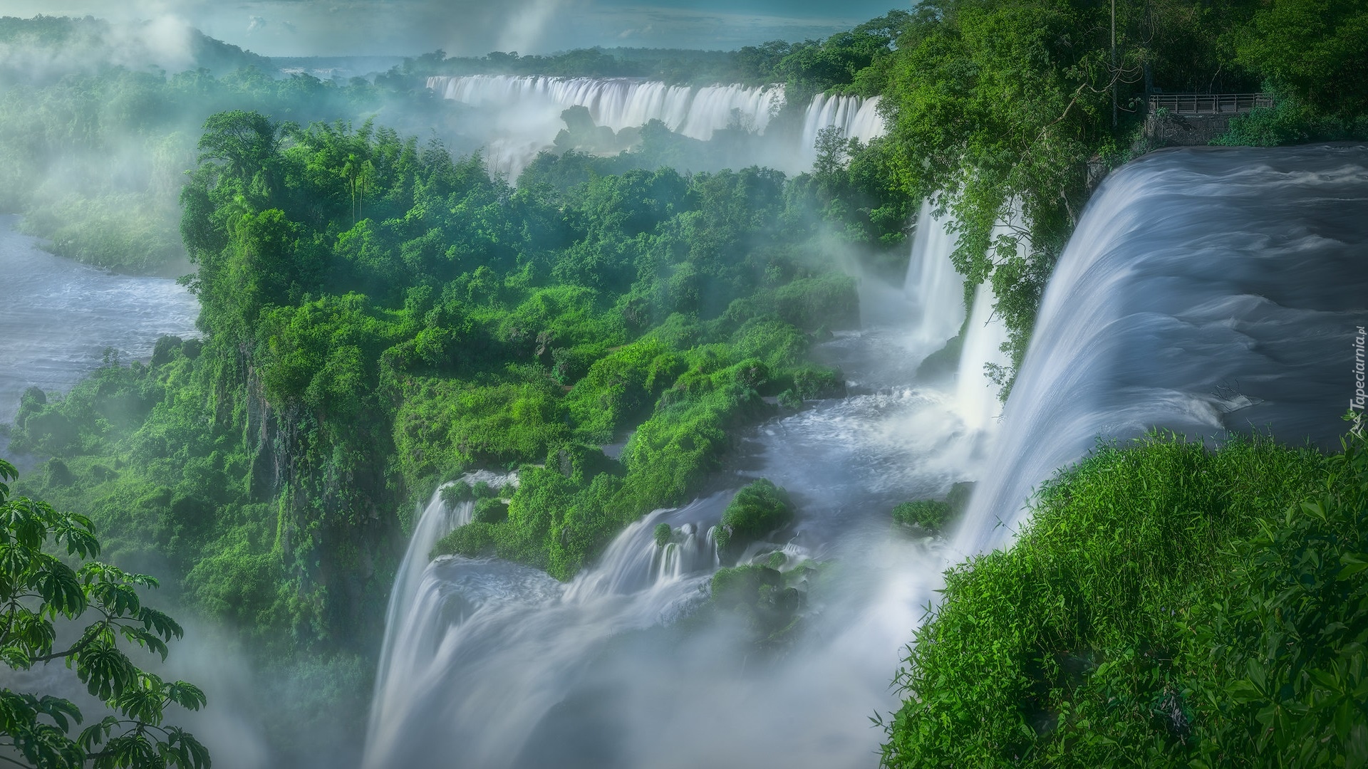 Wodospad Iguazu, Krzewy, Argentyna