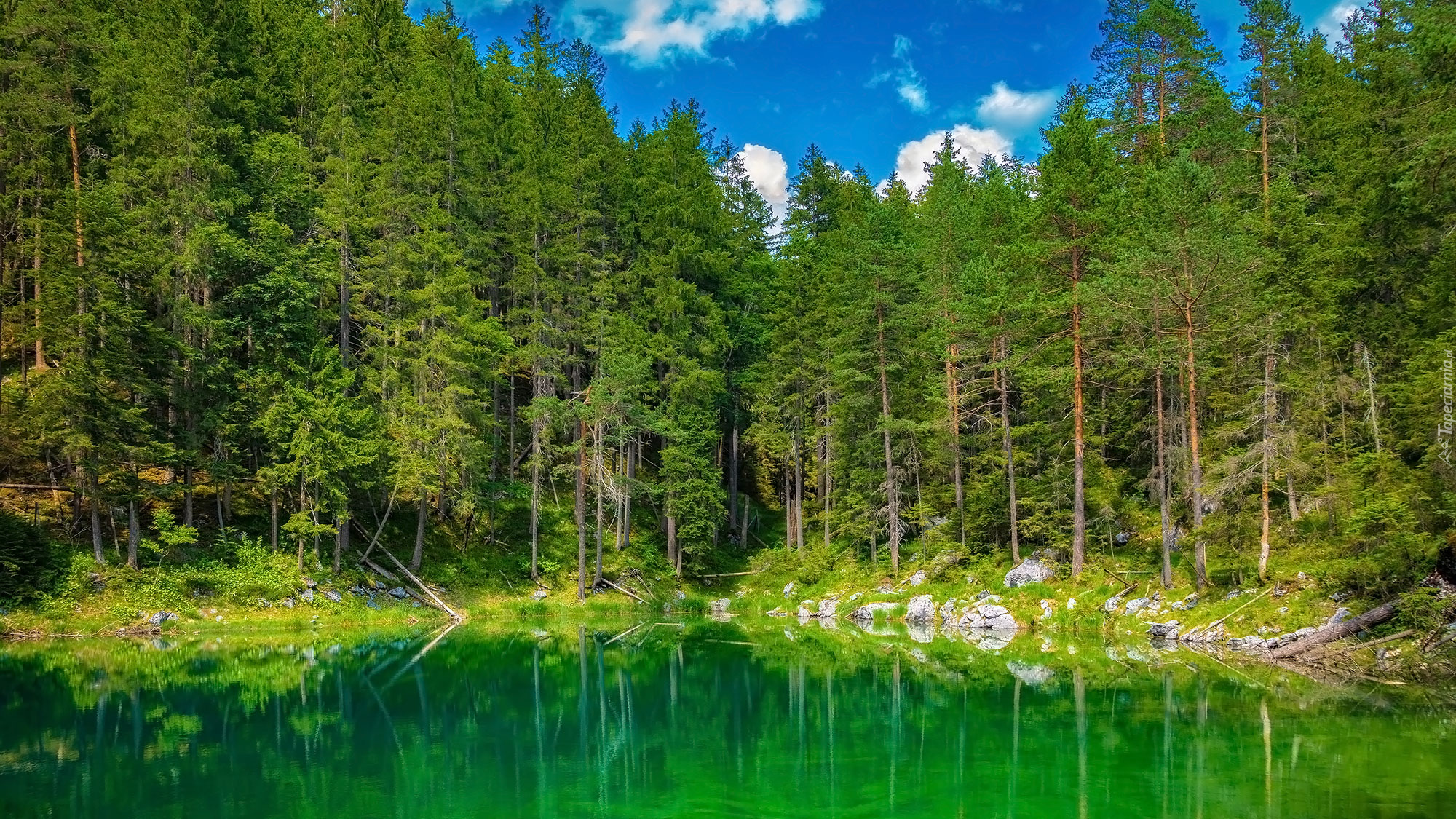 Drzewa, Jezioro, Eibsee Lake, Bawaria, Niemcy